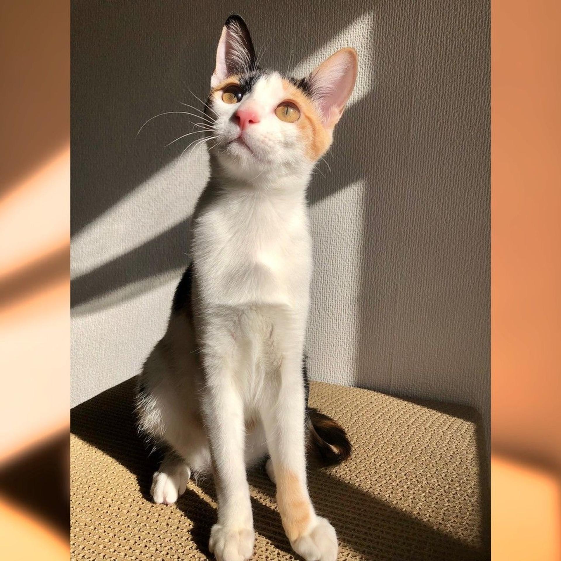 pet-image-4