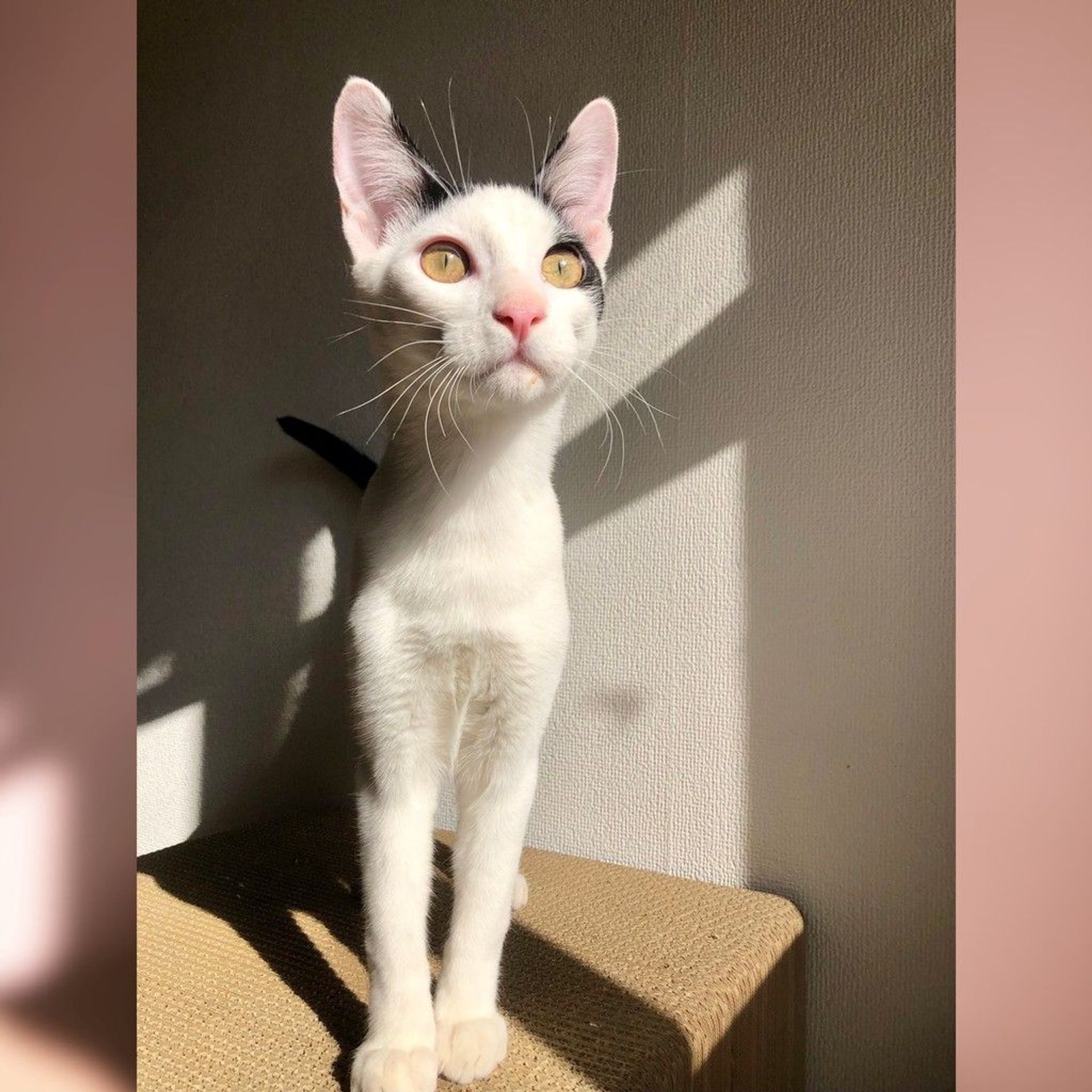 雑種（ミックス猫）・オスの里親募集の写真