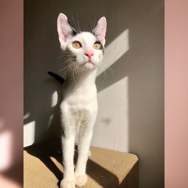 雑種（ミックス猫）・オスの里親募集の写真