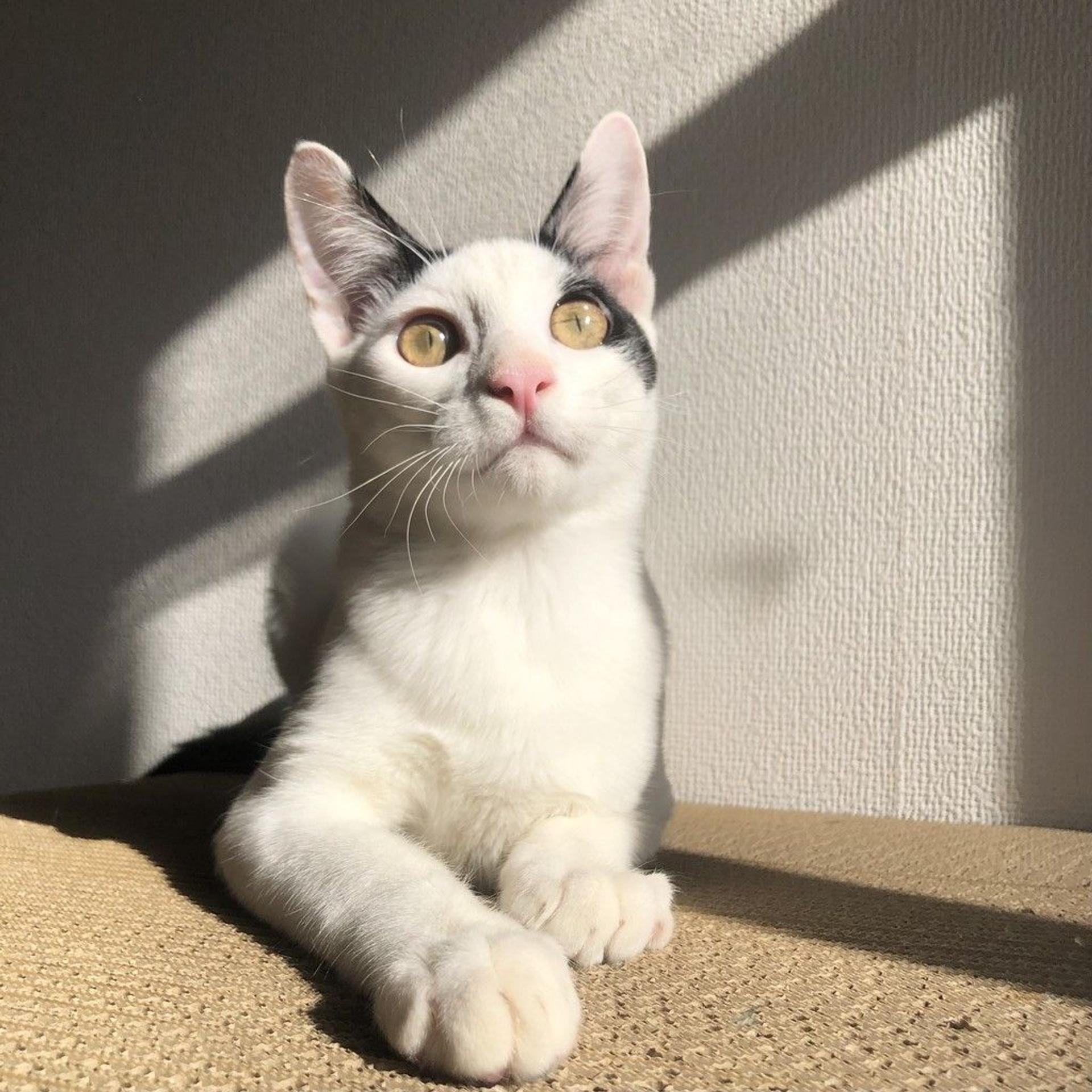 pet-image-2