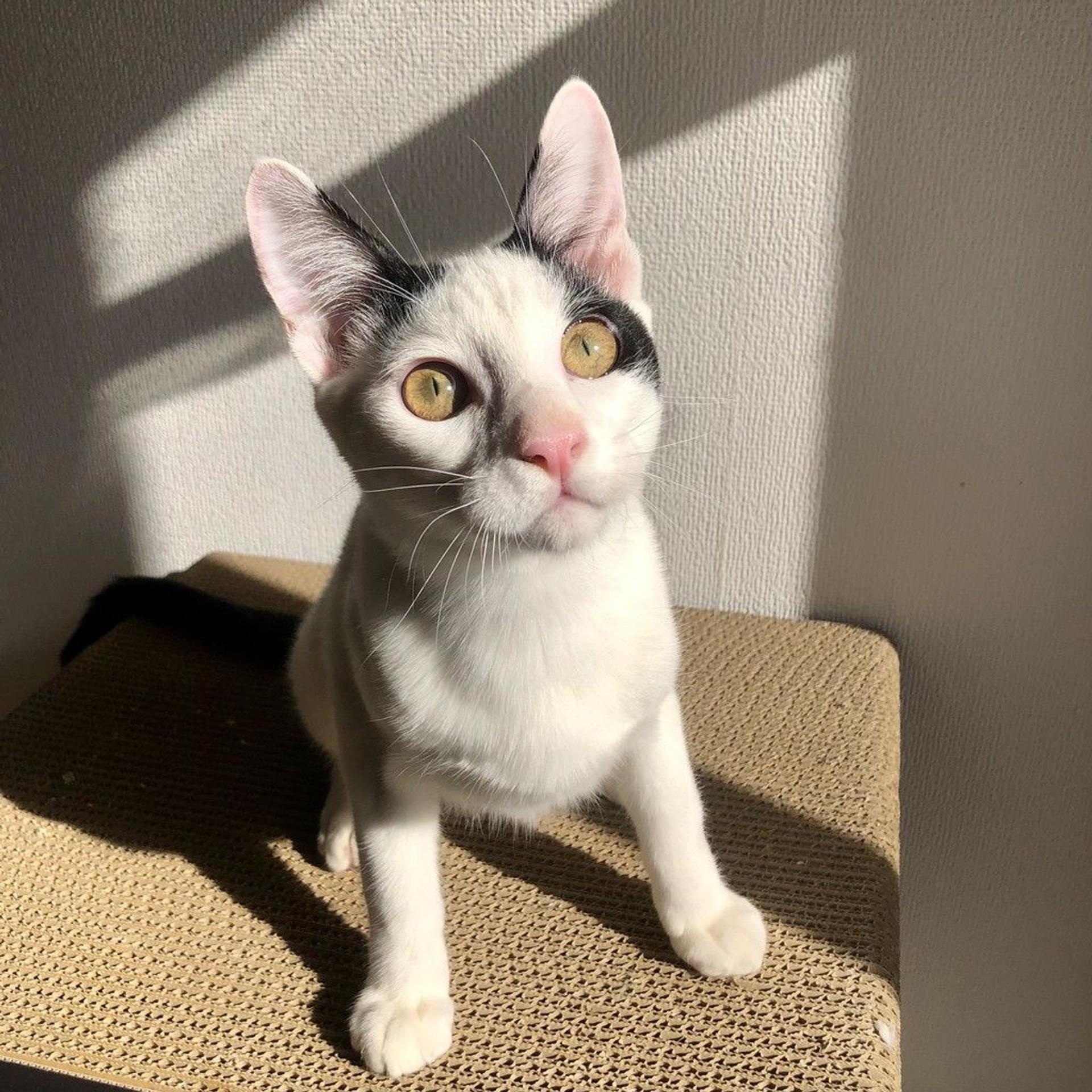 pet-image-3