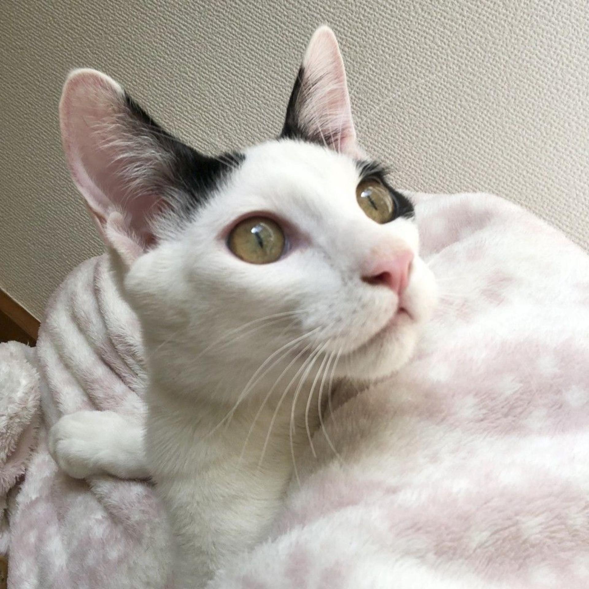 pet-image-6