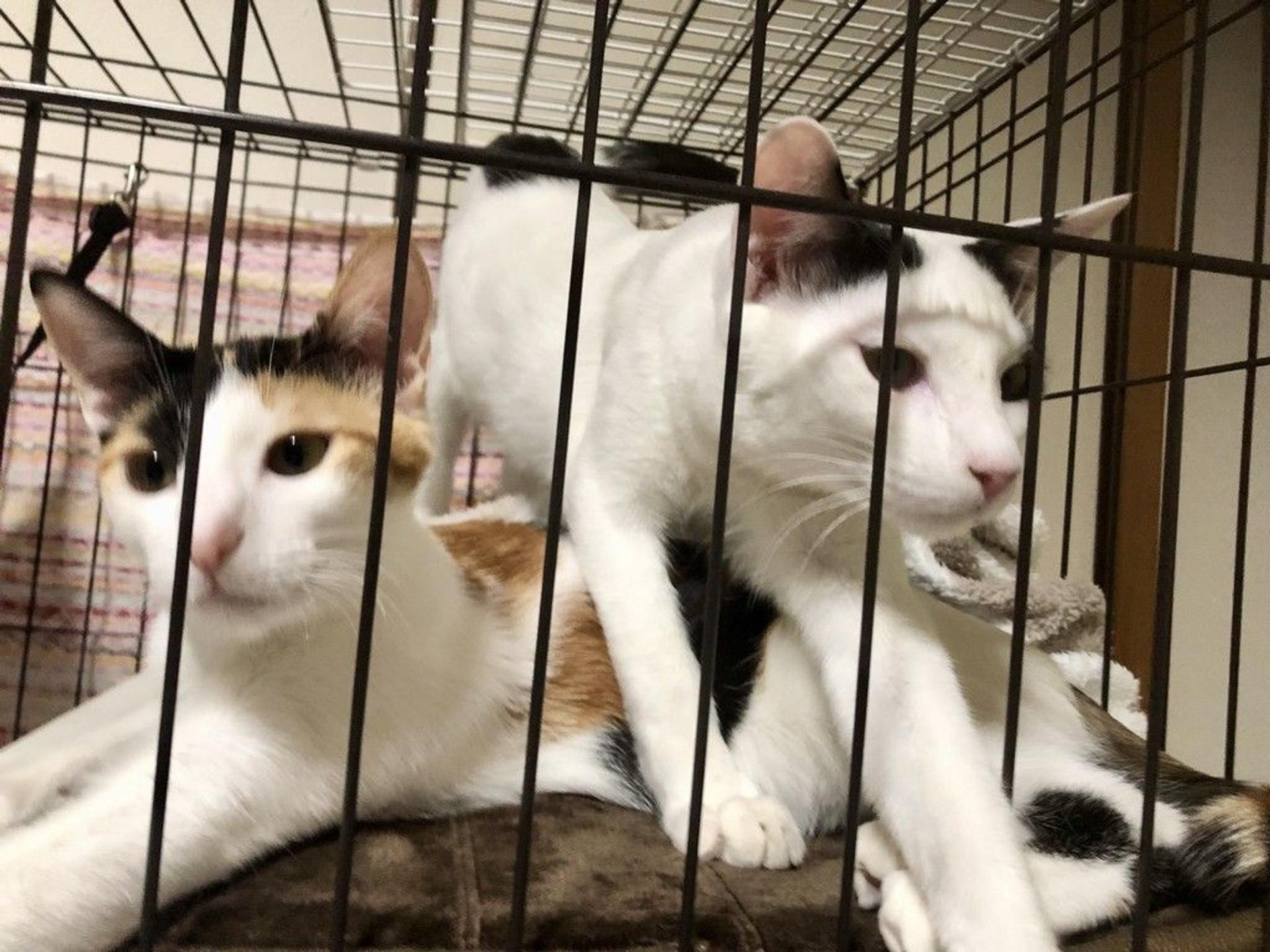 pet-image-9