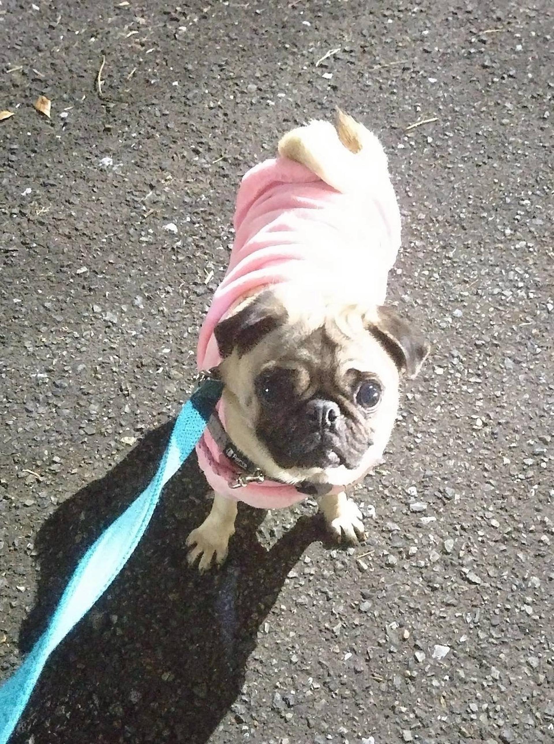 pet-image-3