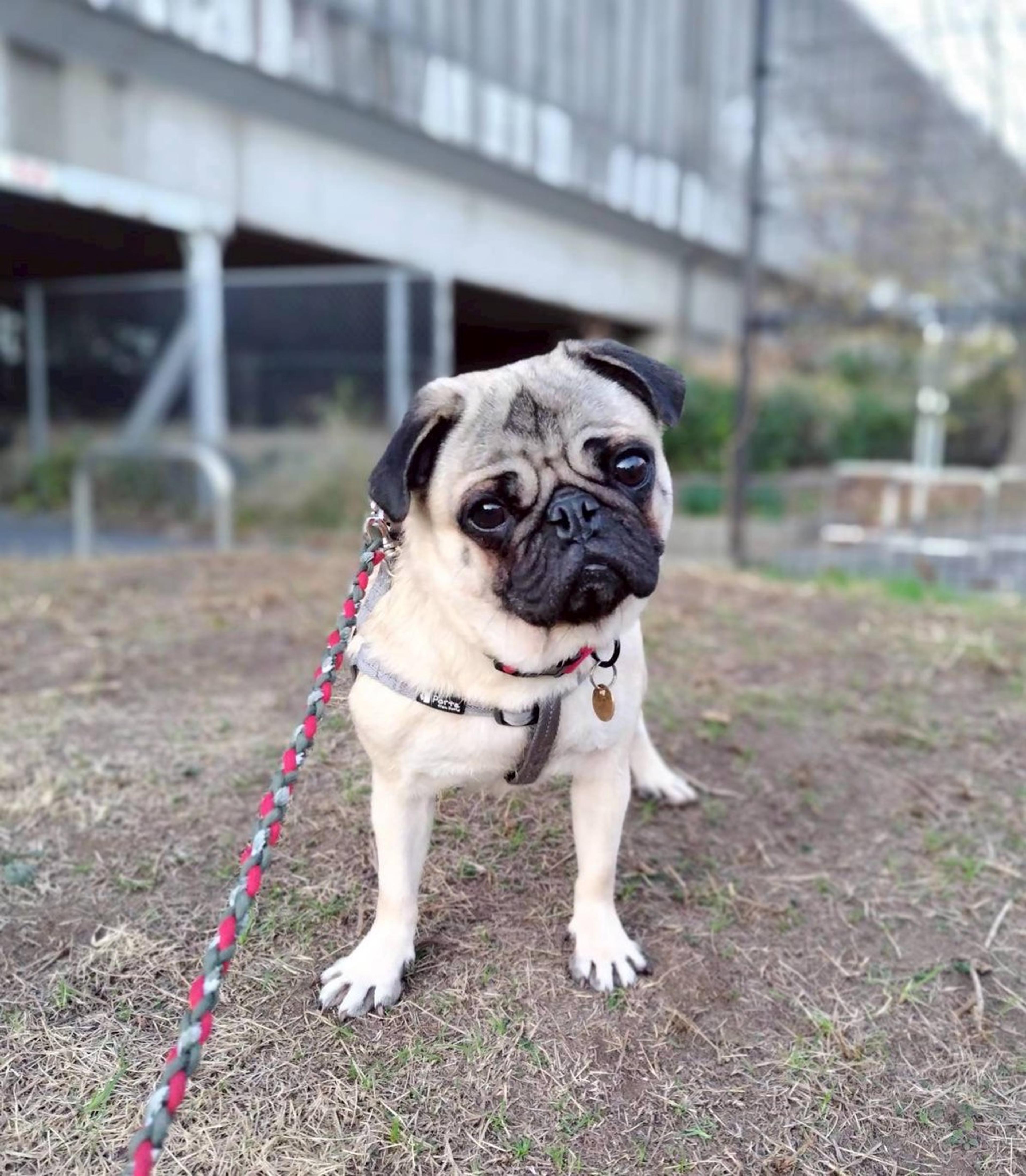 pet-image-5