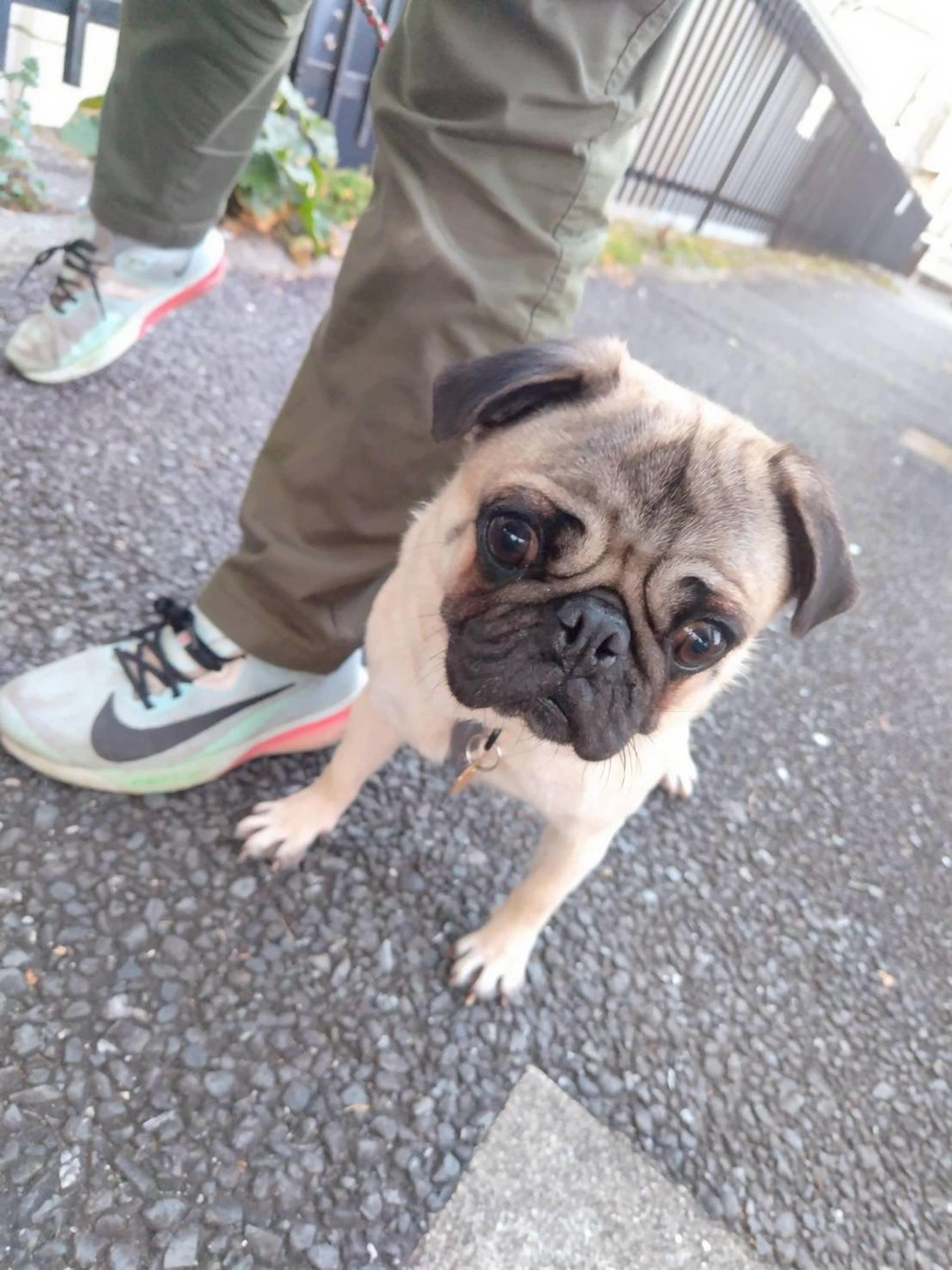 pet-image-6