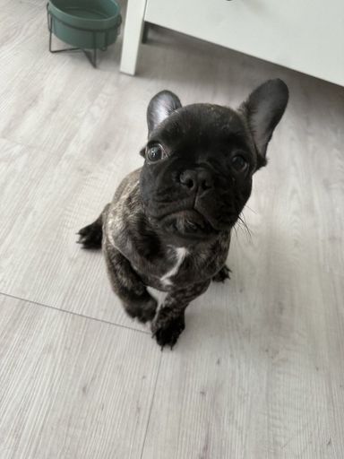 フレンチ・ブルドッグ・メスの里親募集の写真