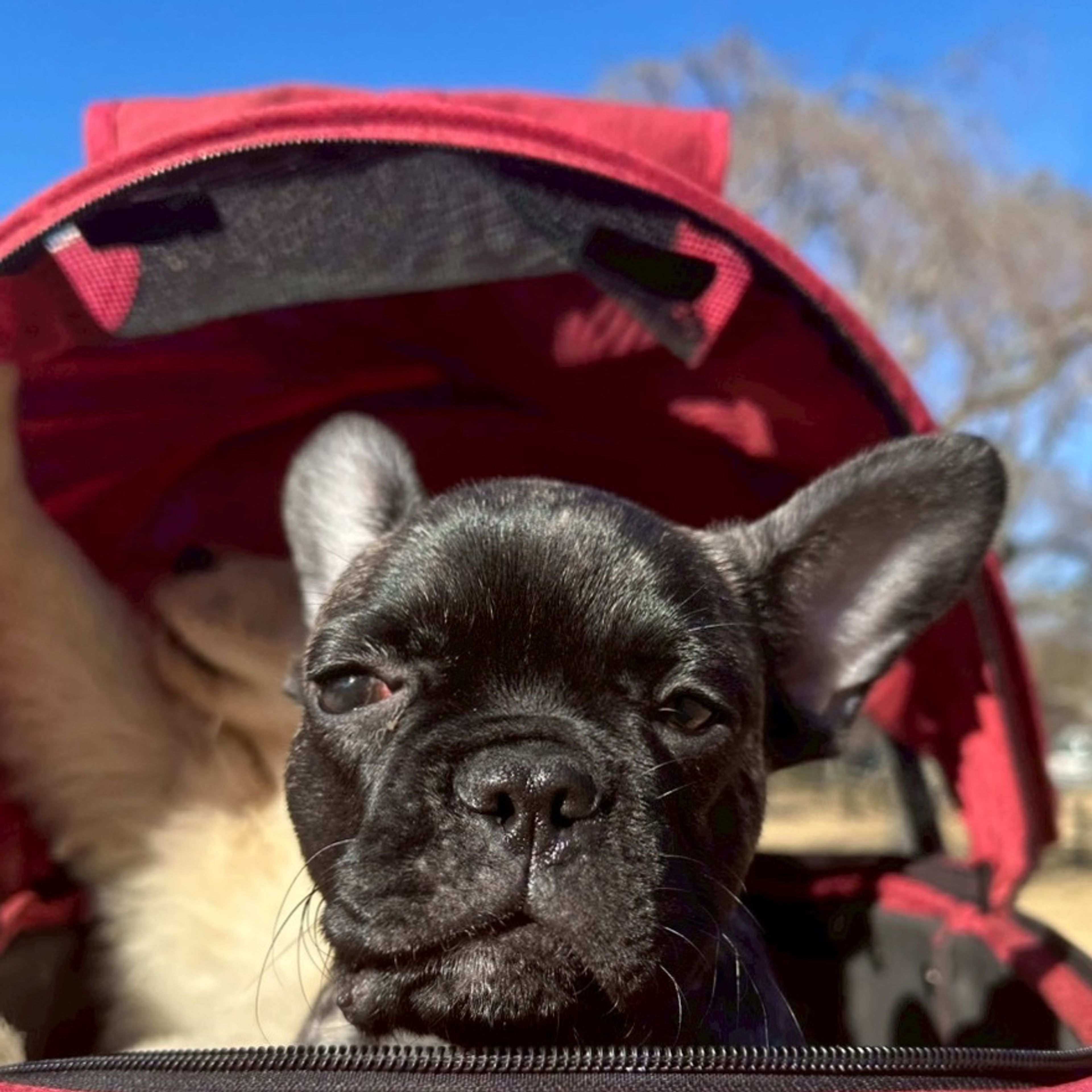 フレンチ・ブルドッグ・メスの里親募集の写真