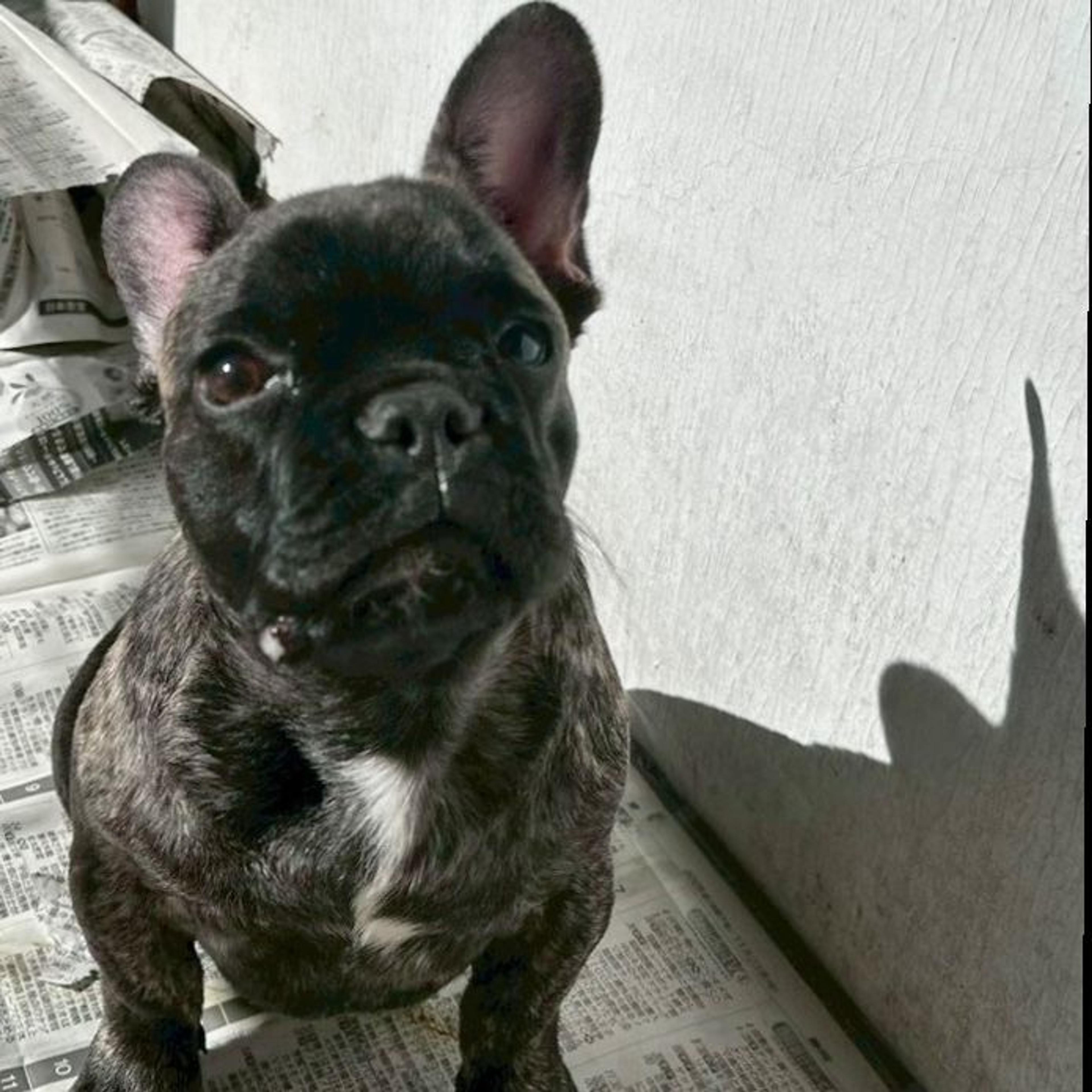 pet-image-2