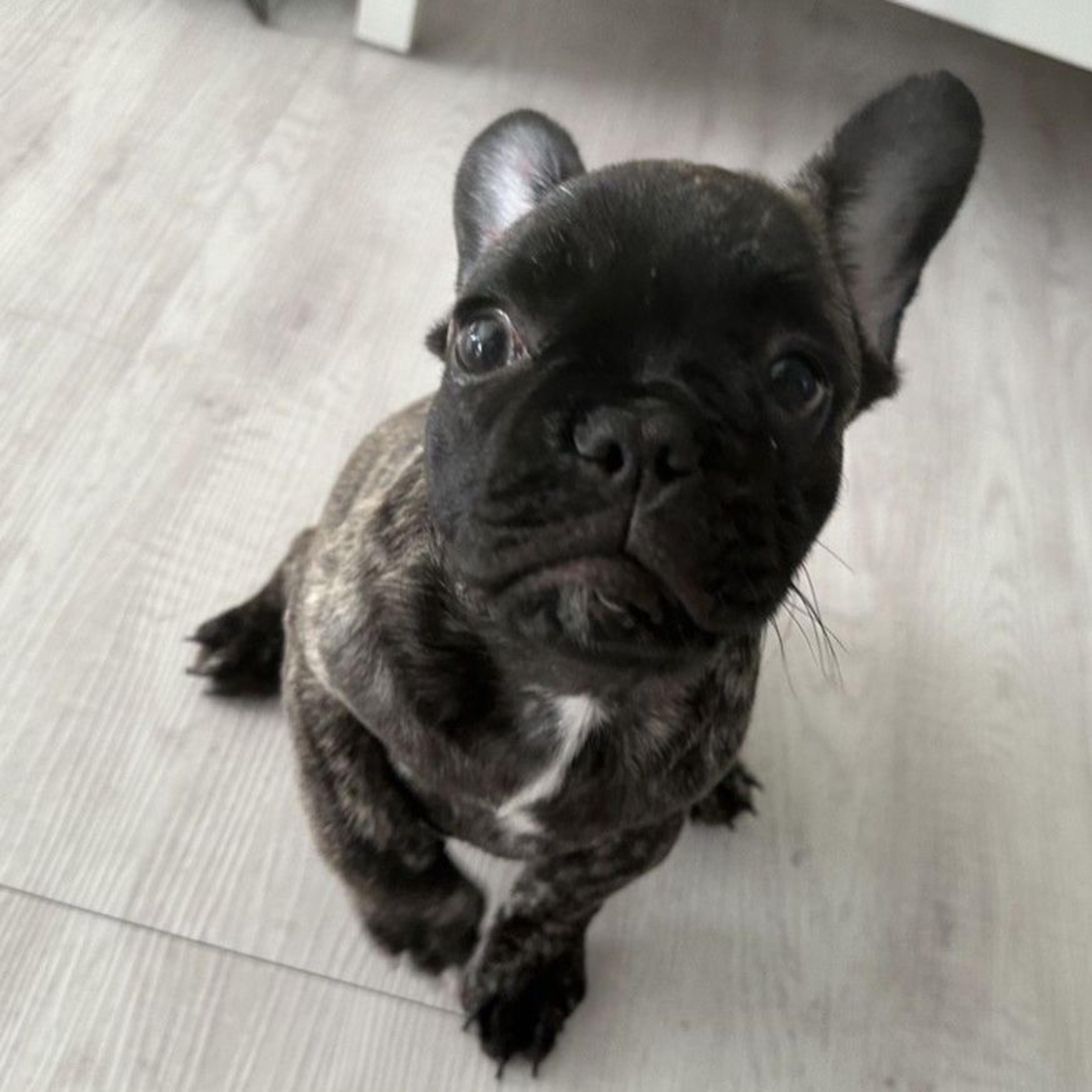 pet-image-3