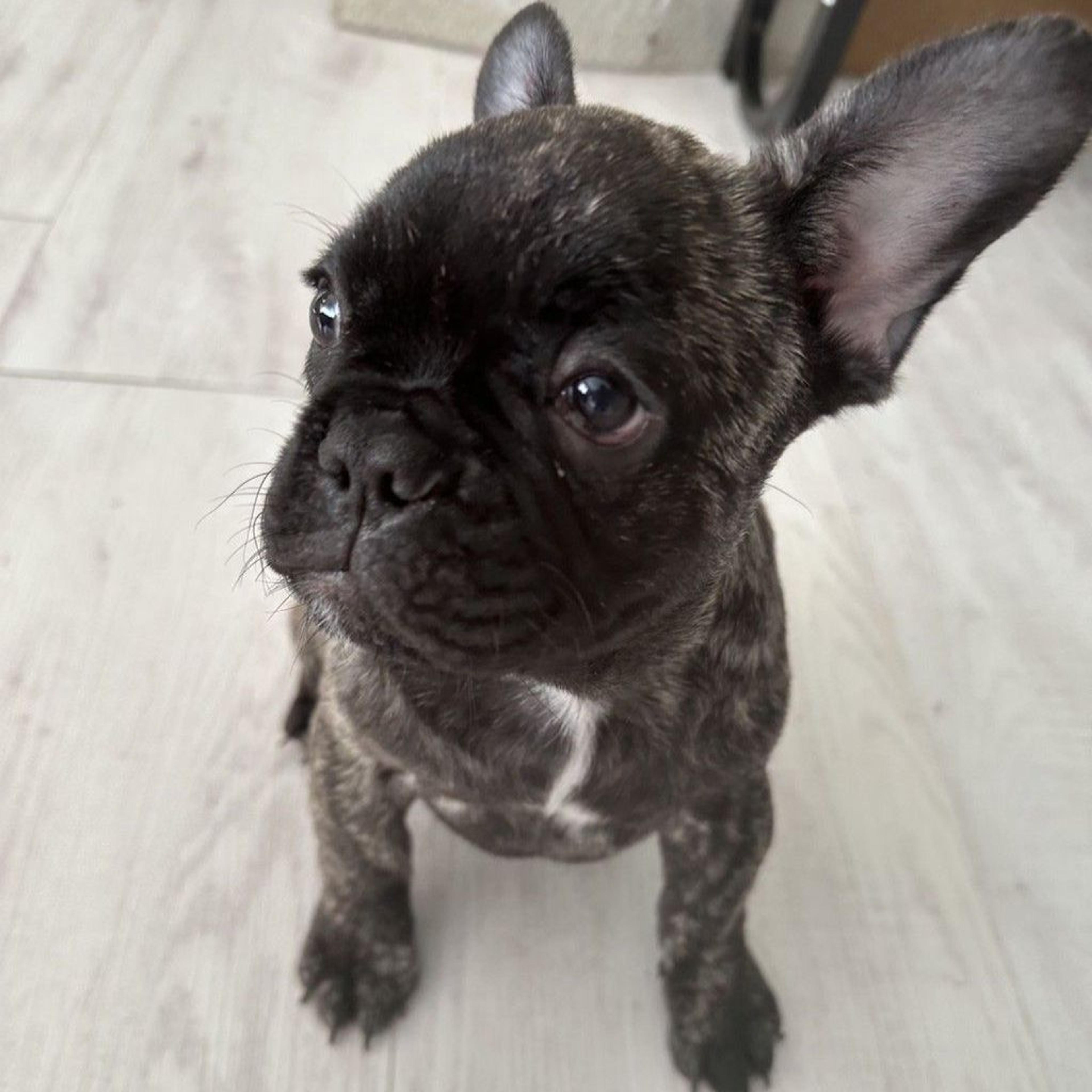 pet-image-4