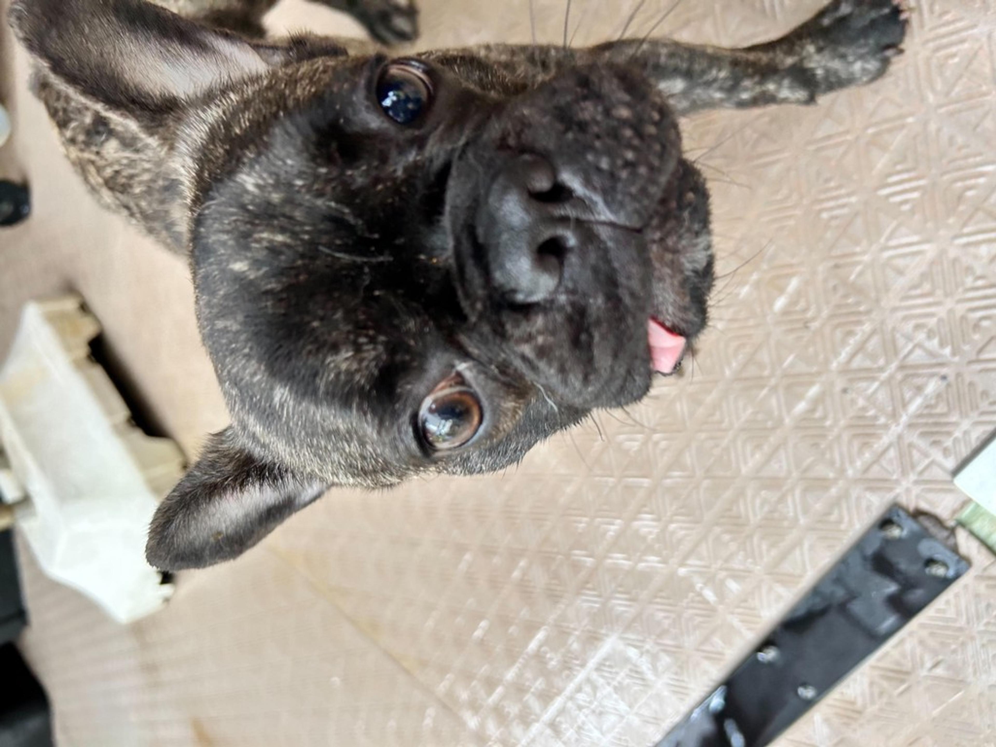 pet-image-2