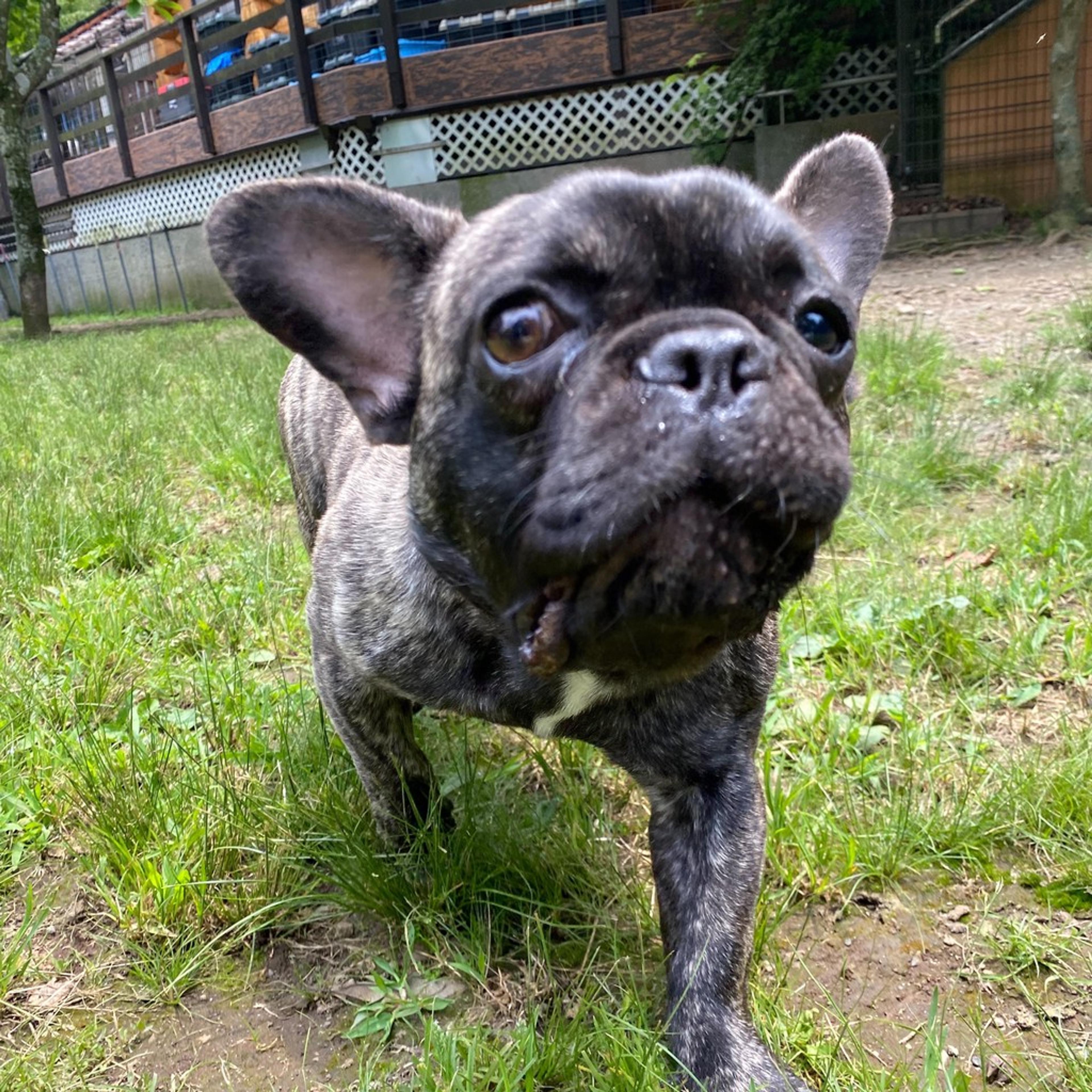 pet-image-4