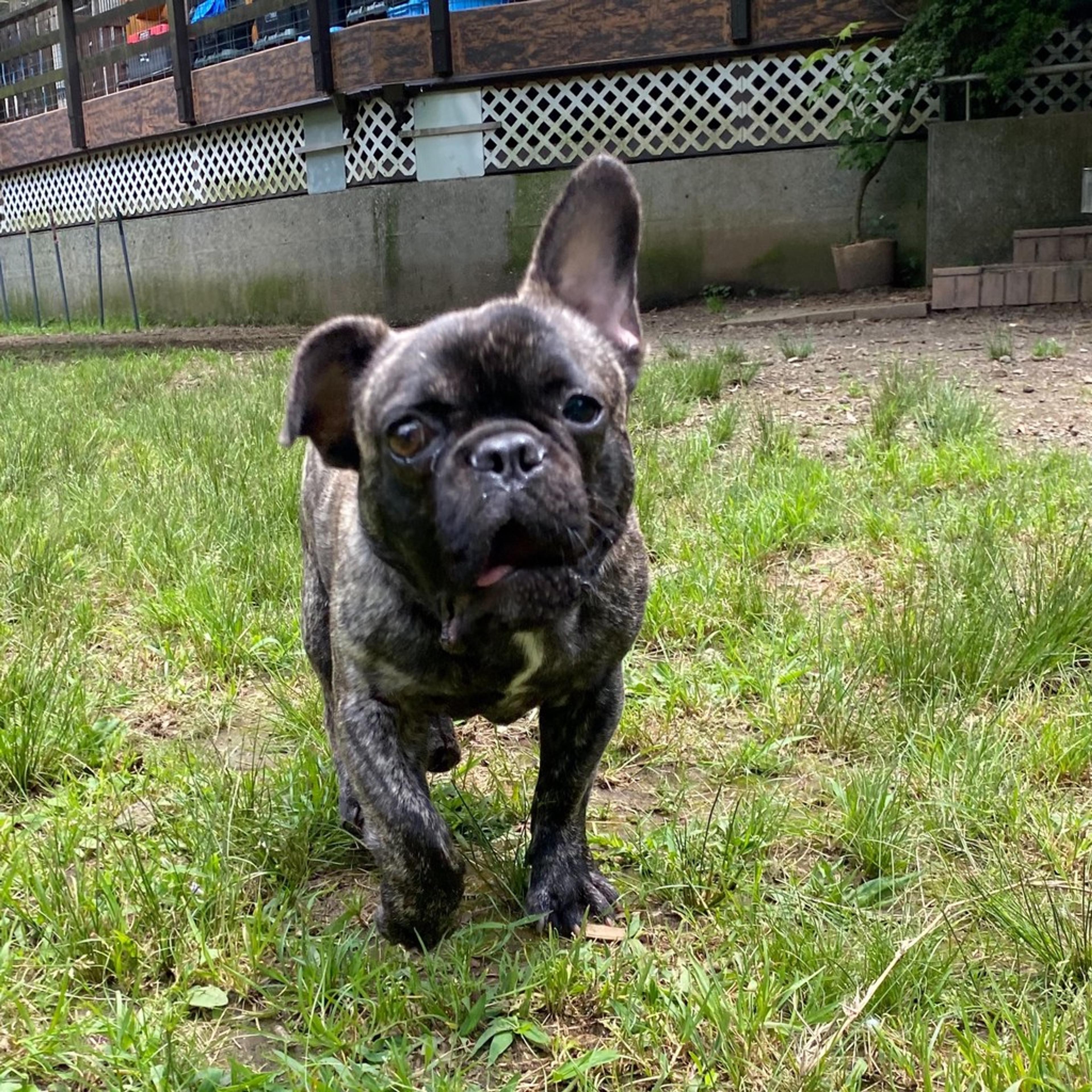 pet-image-5
