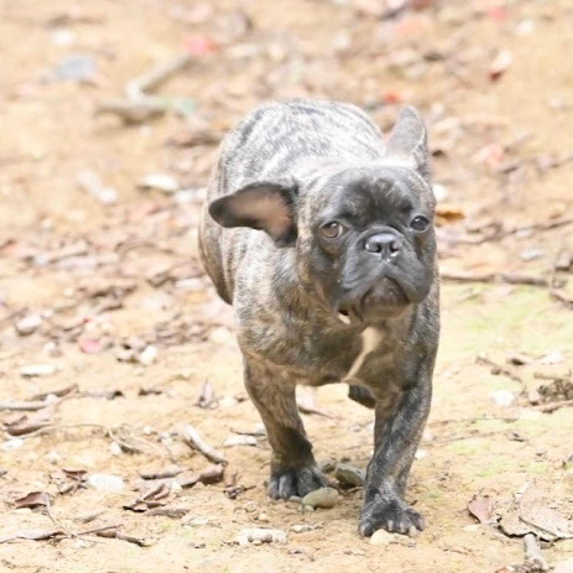 pet-image-2