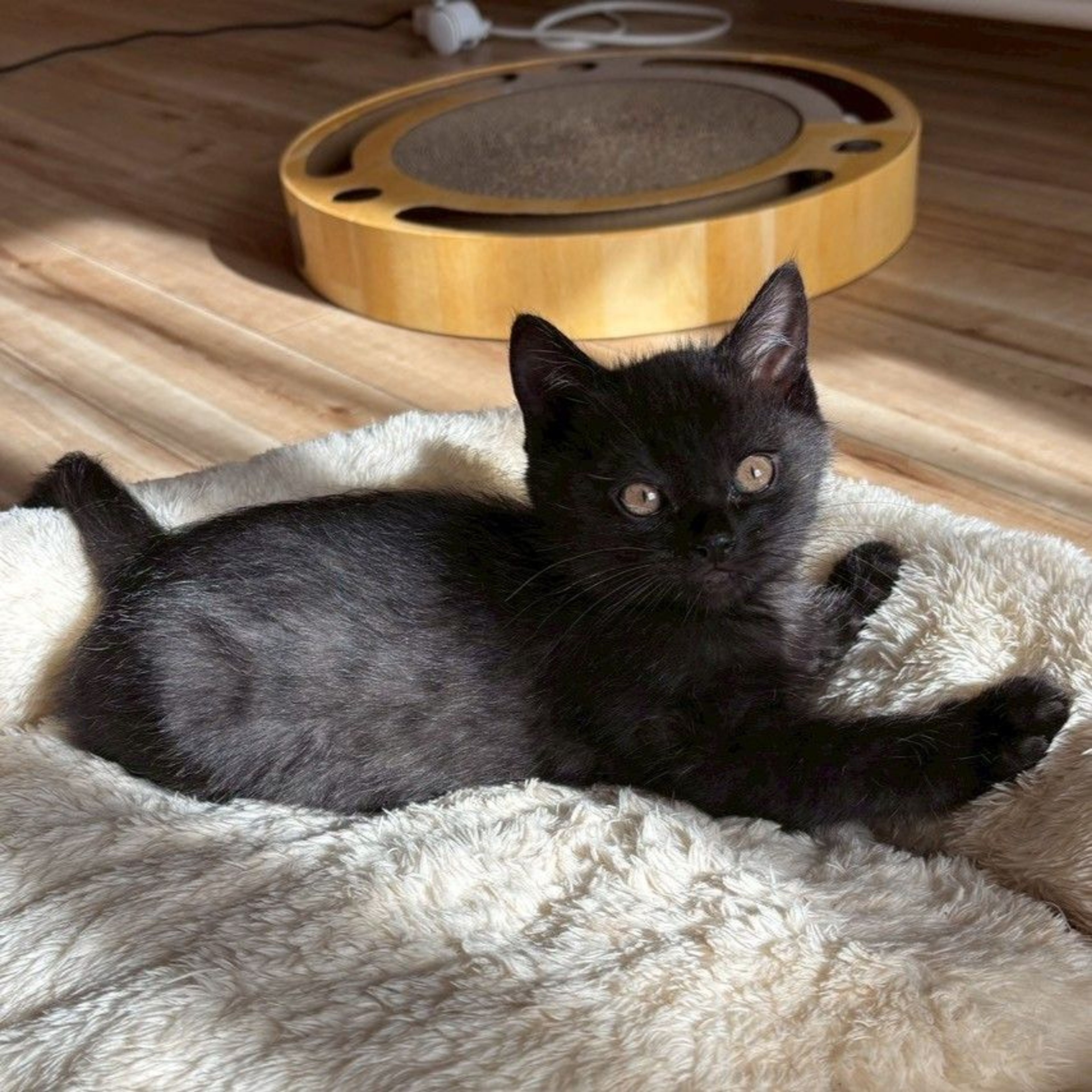 雑種（ミックス猫）・オスの里親募集の写真