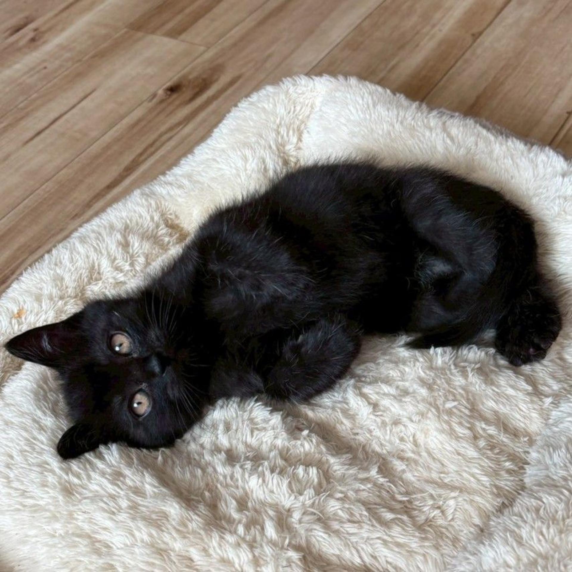 pet-image-5