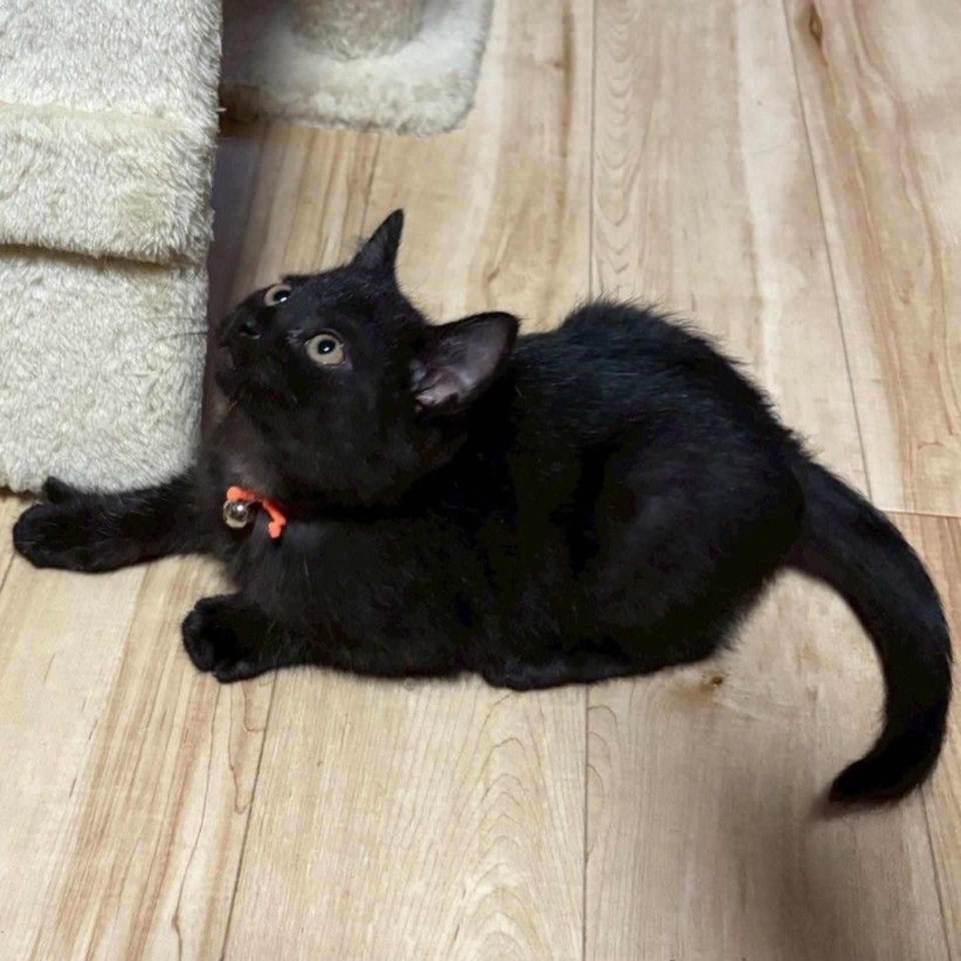 pet-image-6