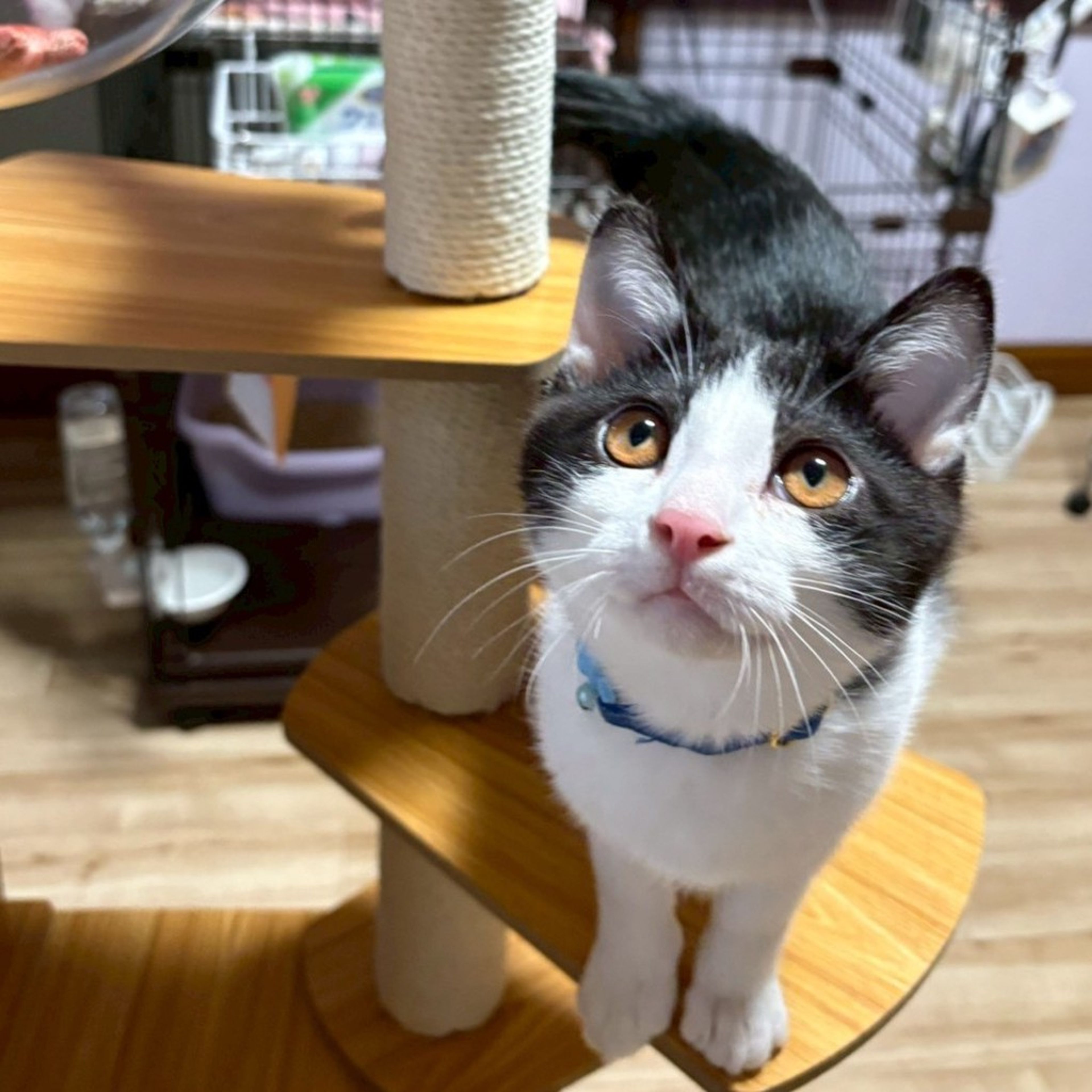 雑種（ミックス猫）・オスの里親募集の写真