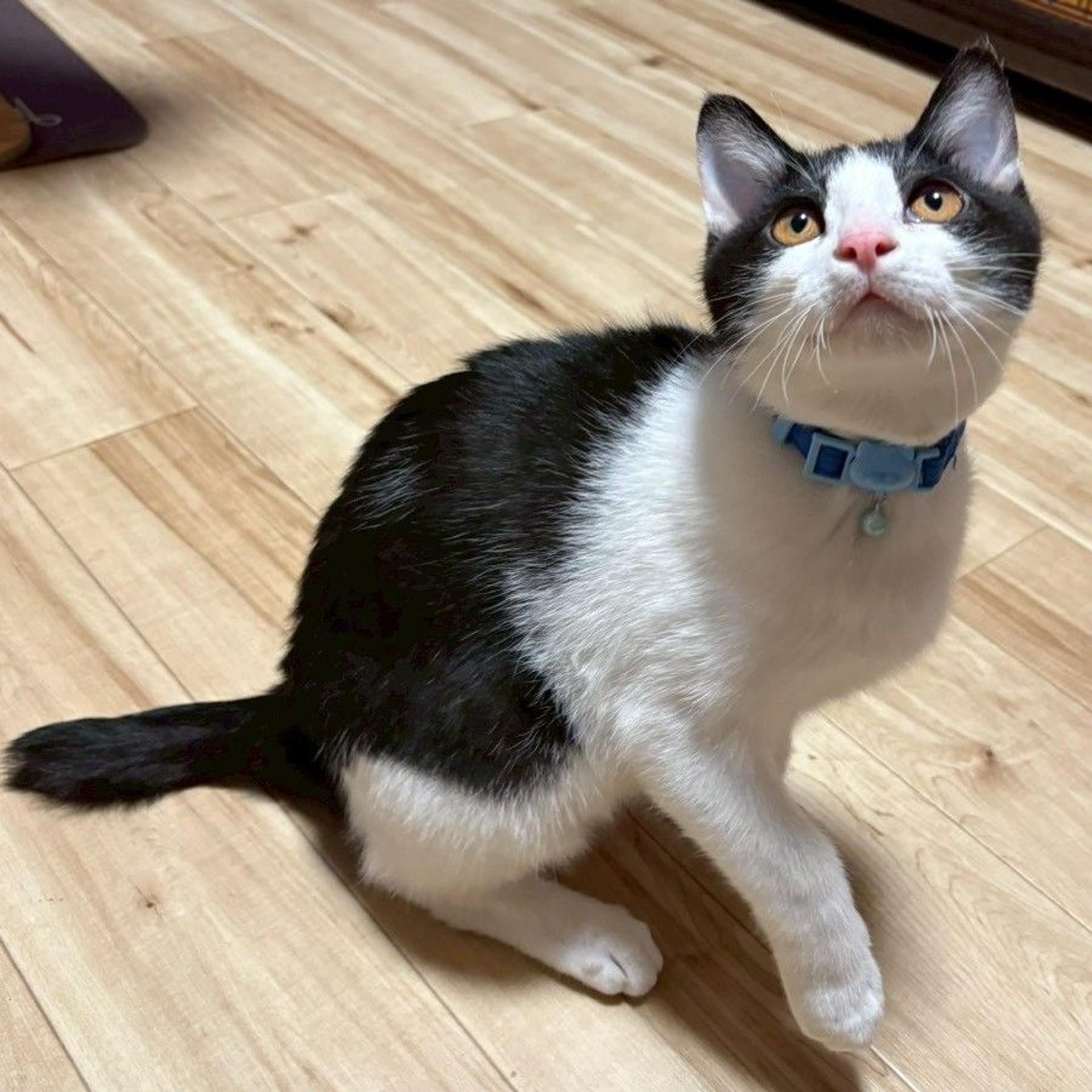 pet-image-2