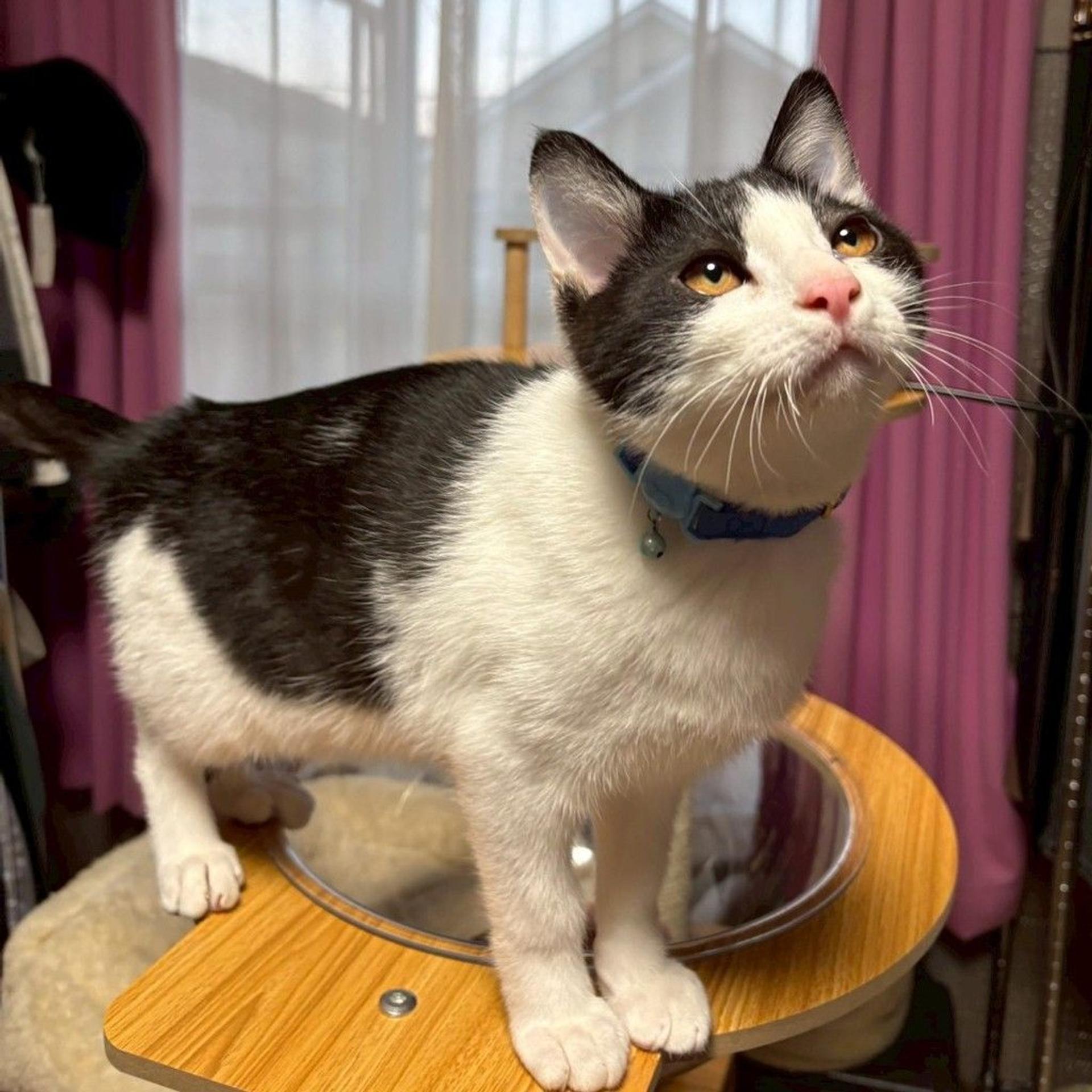 pet-image-4