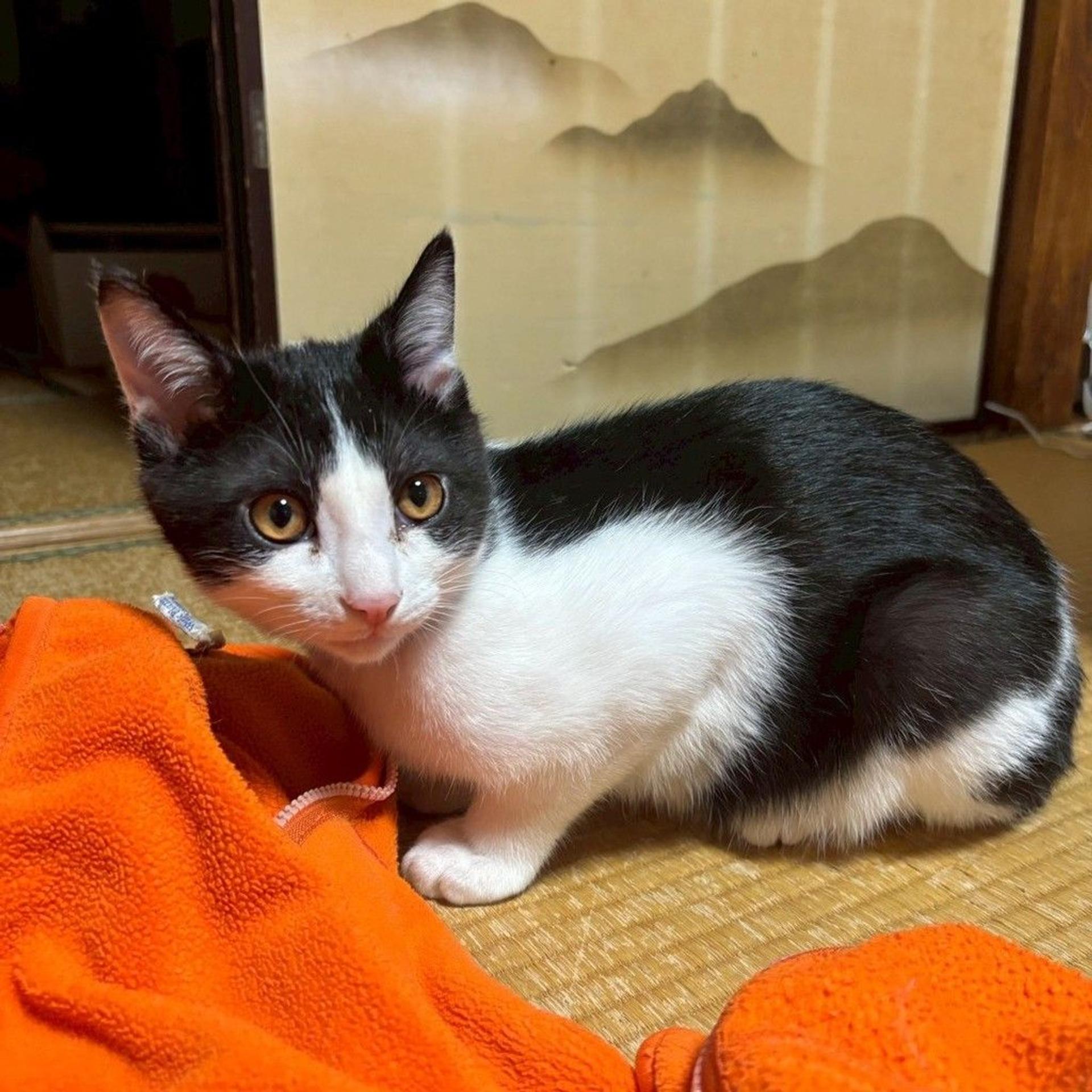 pet-image-5