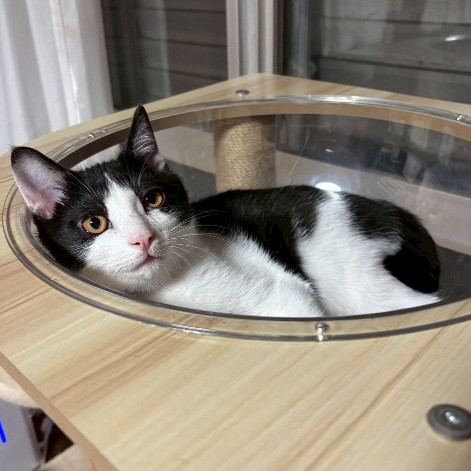 pet-image-6