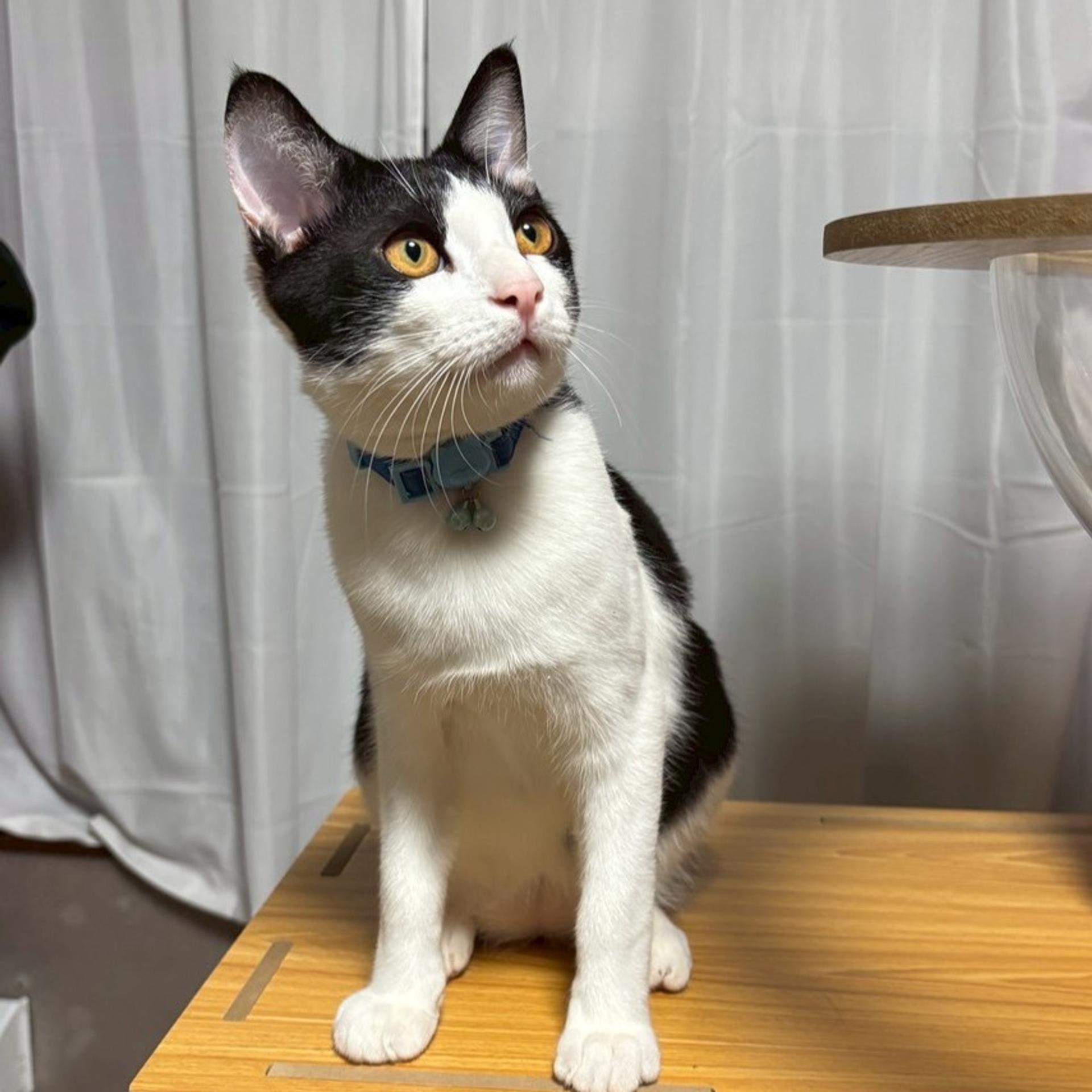 pet-image-7