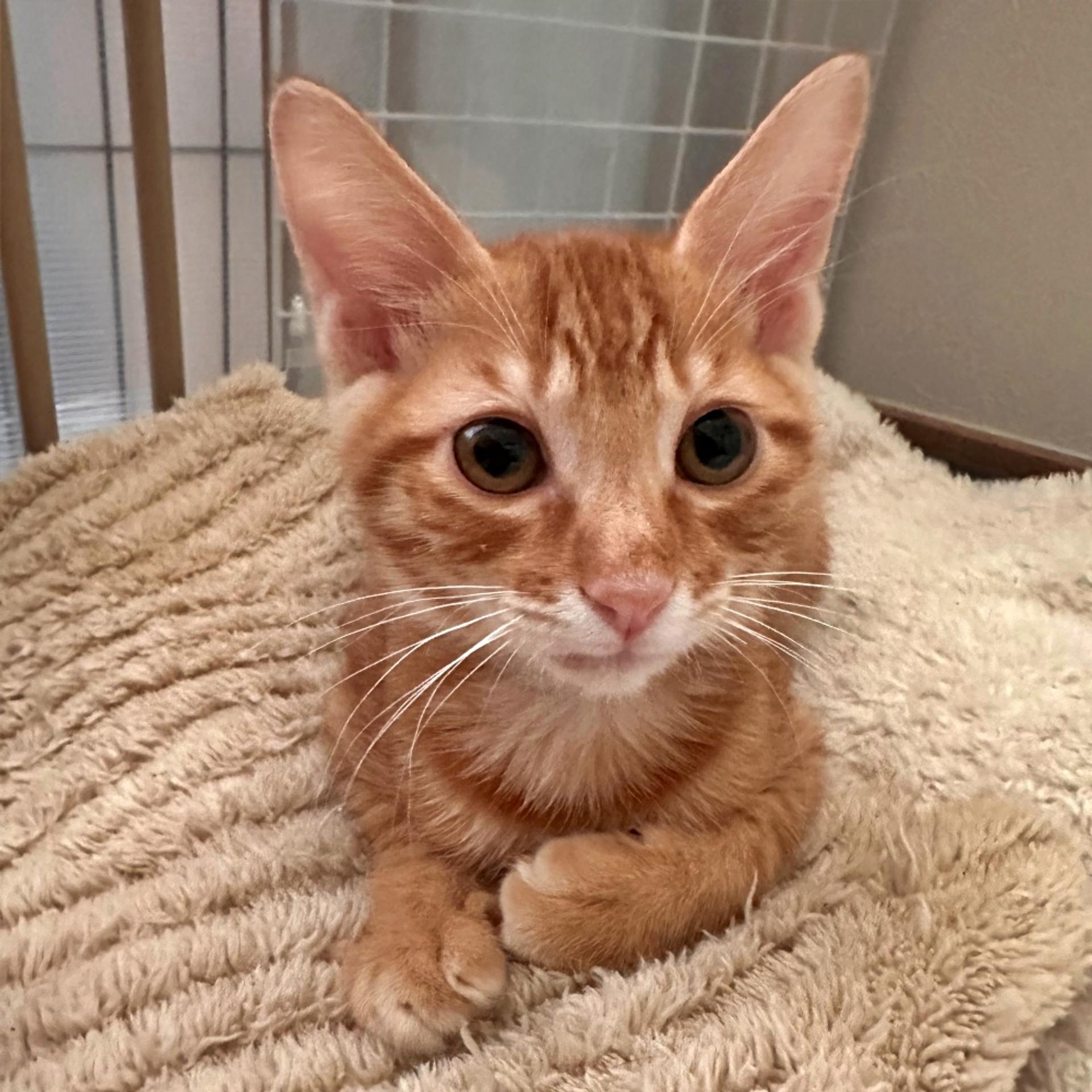 pet-image-3