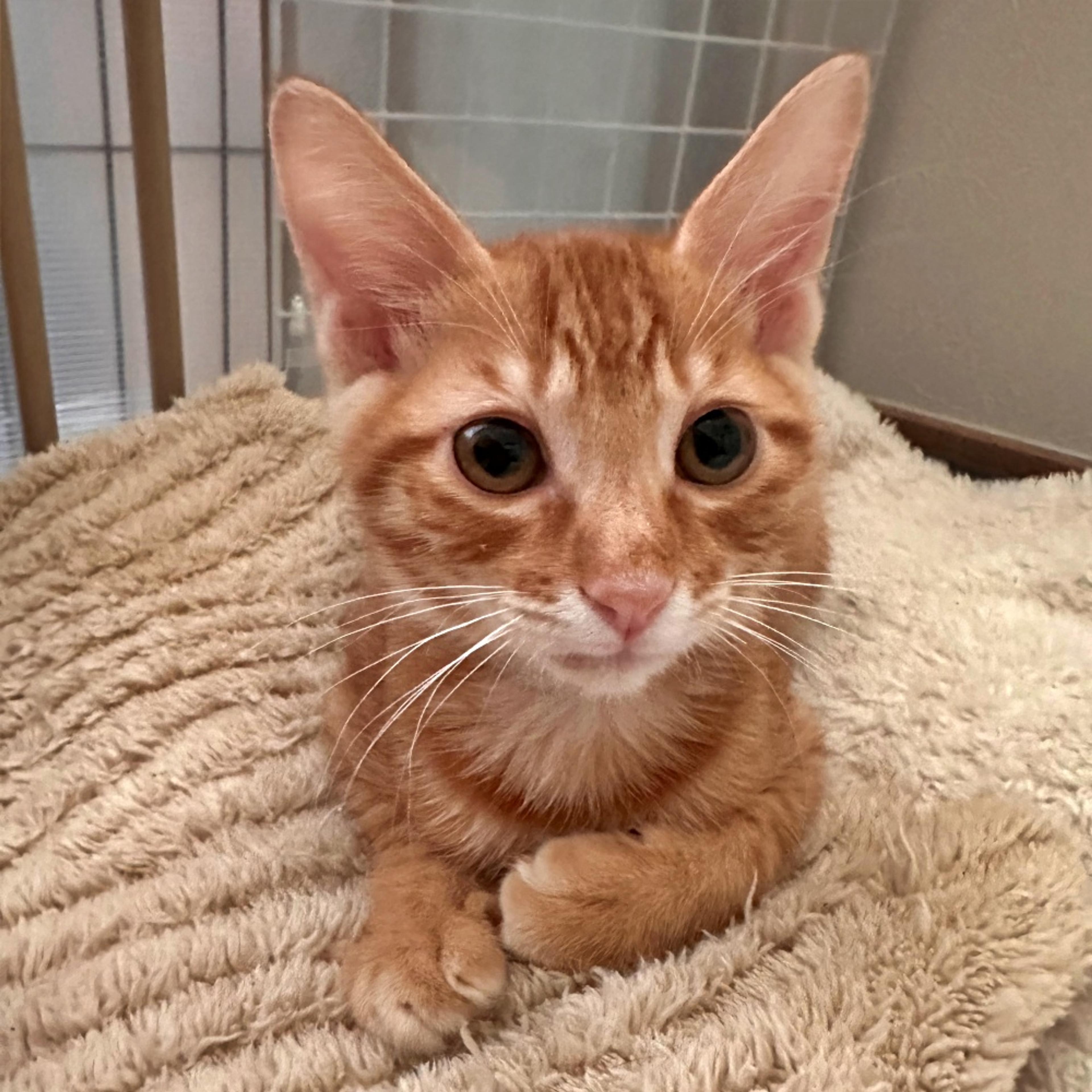 pet-image-3