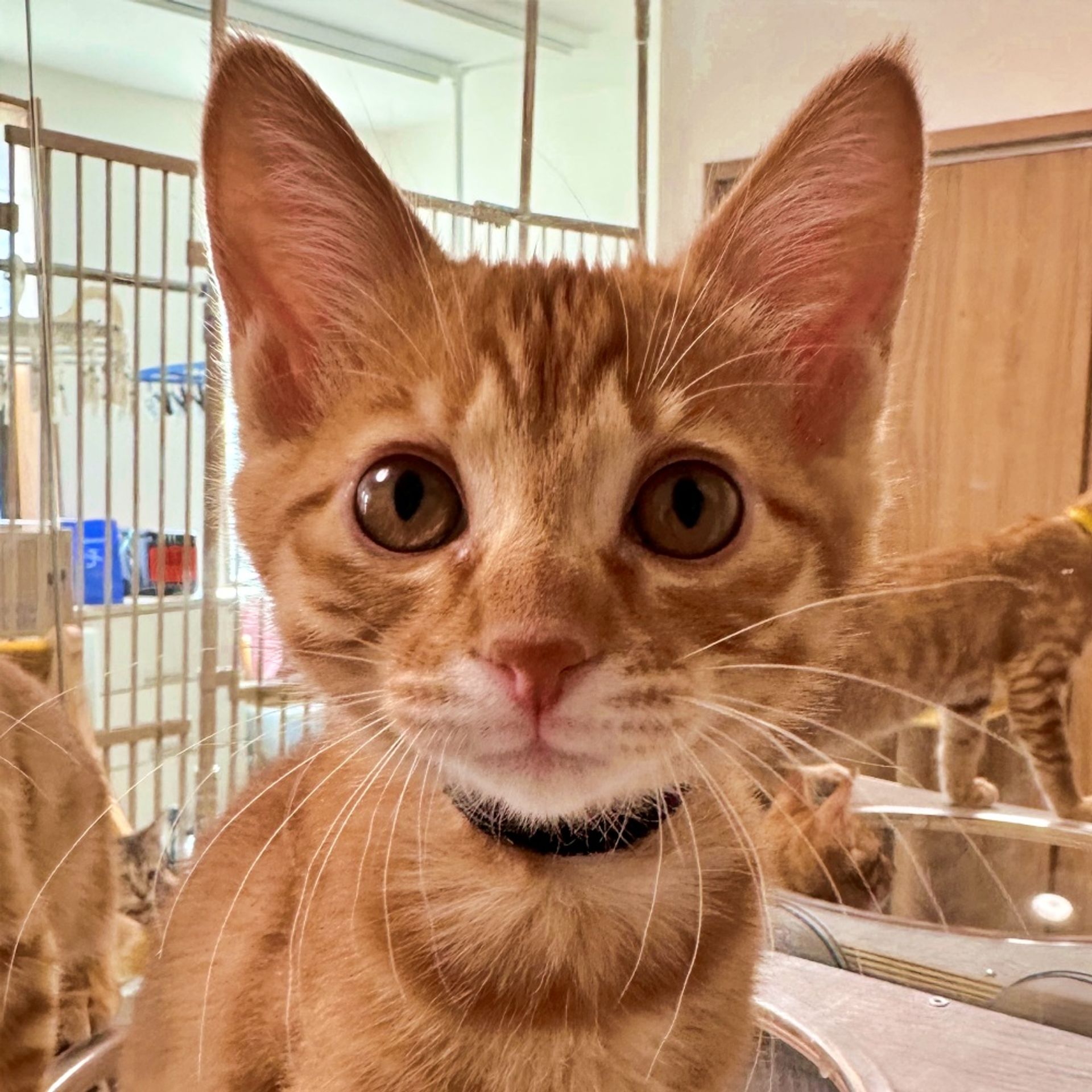 雑種（ミックス猫）・オスの里親募集の写真