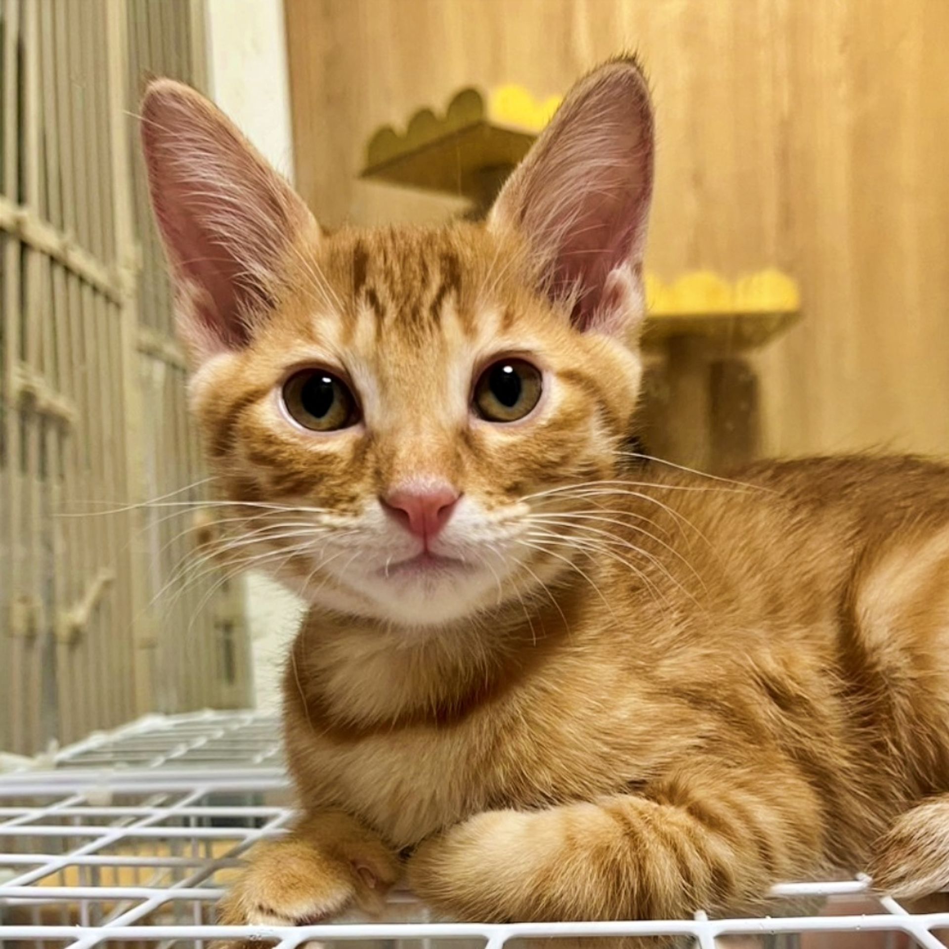雑種（ミックス猫）・オスの里親募集の写真