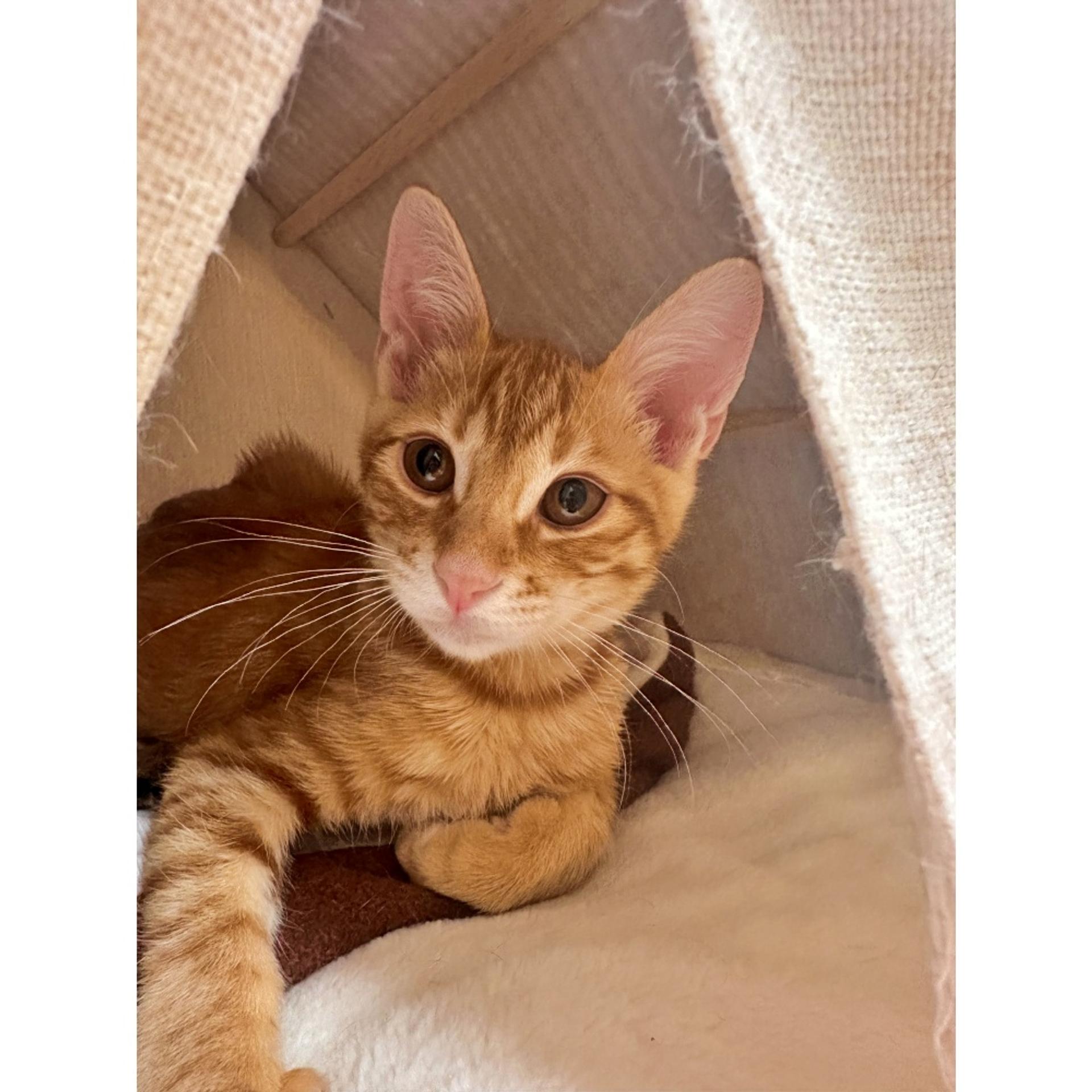 pet-image-3