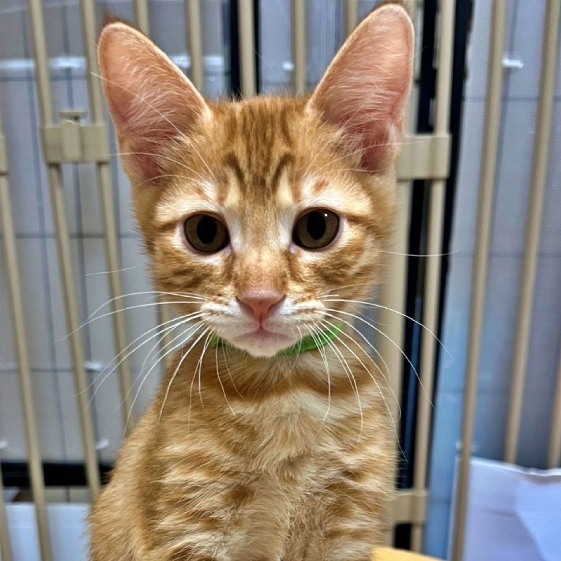 雑種（ミックス猫）・オスの里親募集の写真