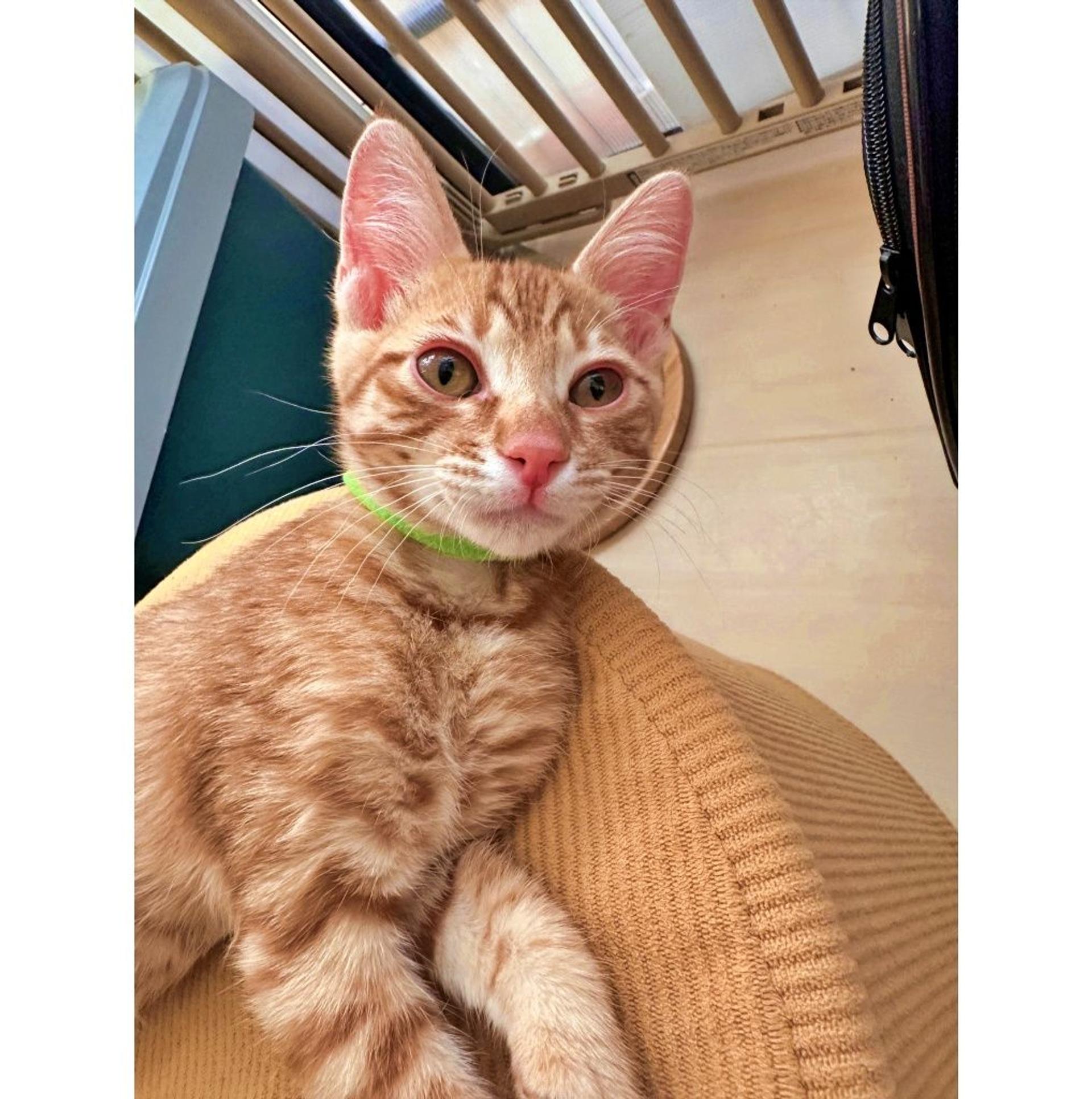 pet-image-2
