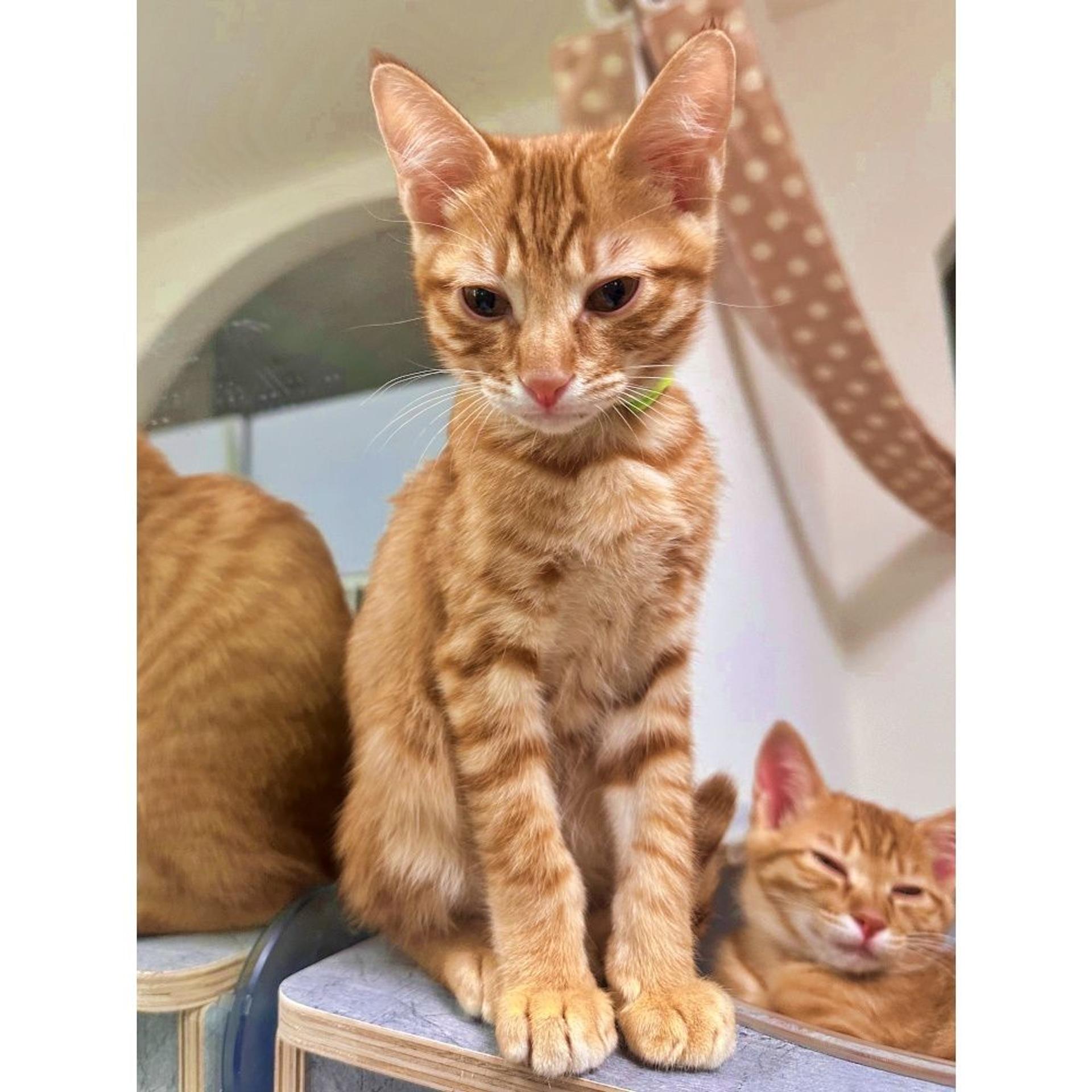 pet-image-3