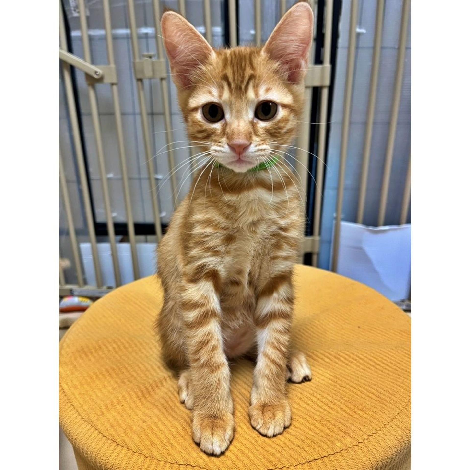 pet-image-5