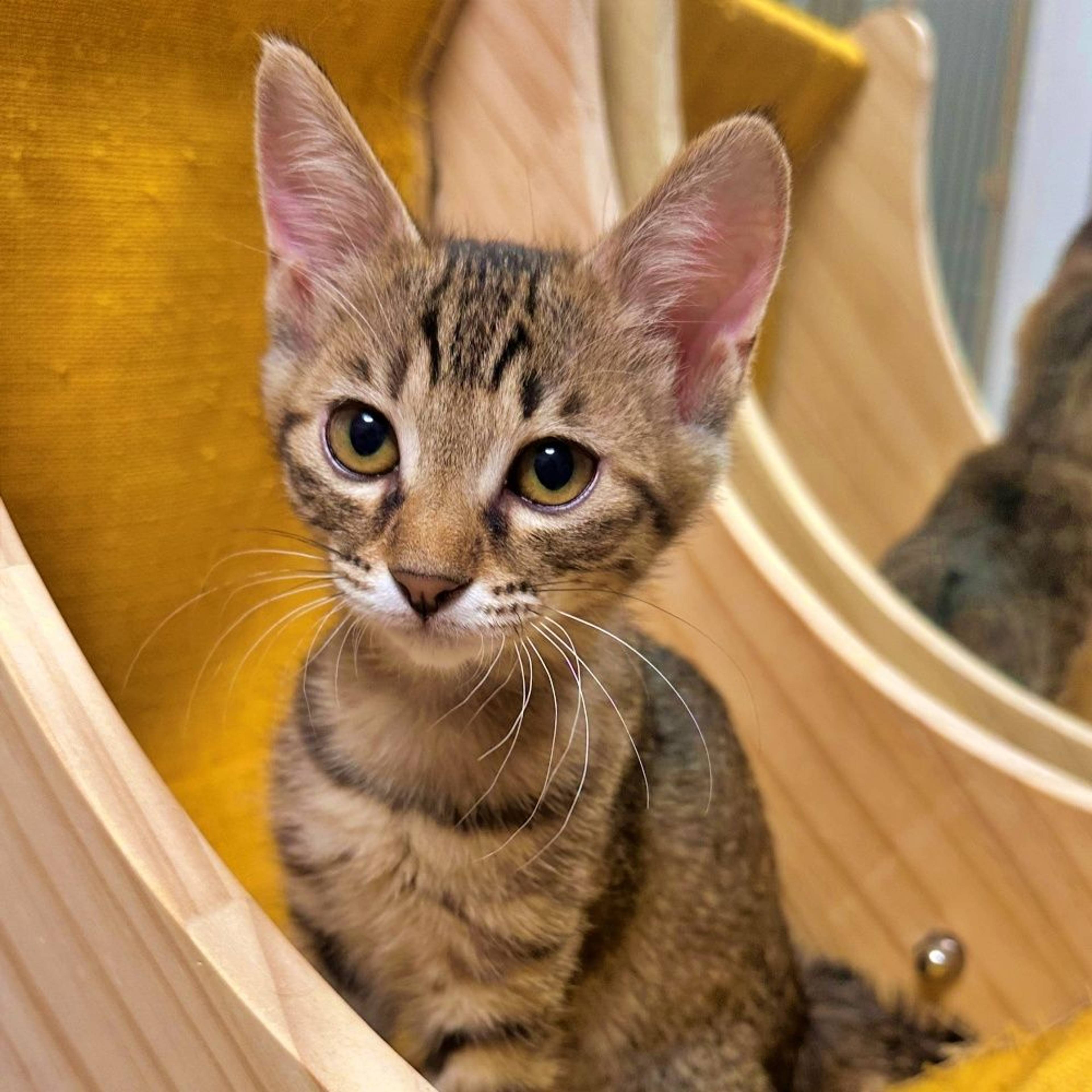 雑種（ミックス猫）・メスの里親募集の写真
