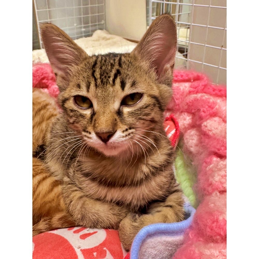 キジトラの子猫♪甘え上手でかぎしっぽ♡うめちゃん | 雑種（ミックス