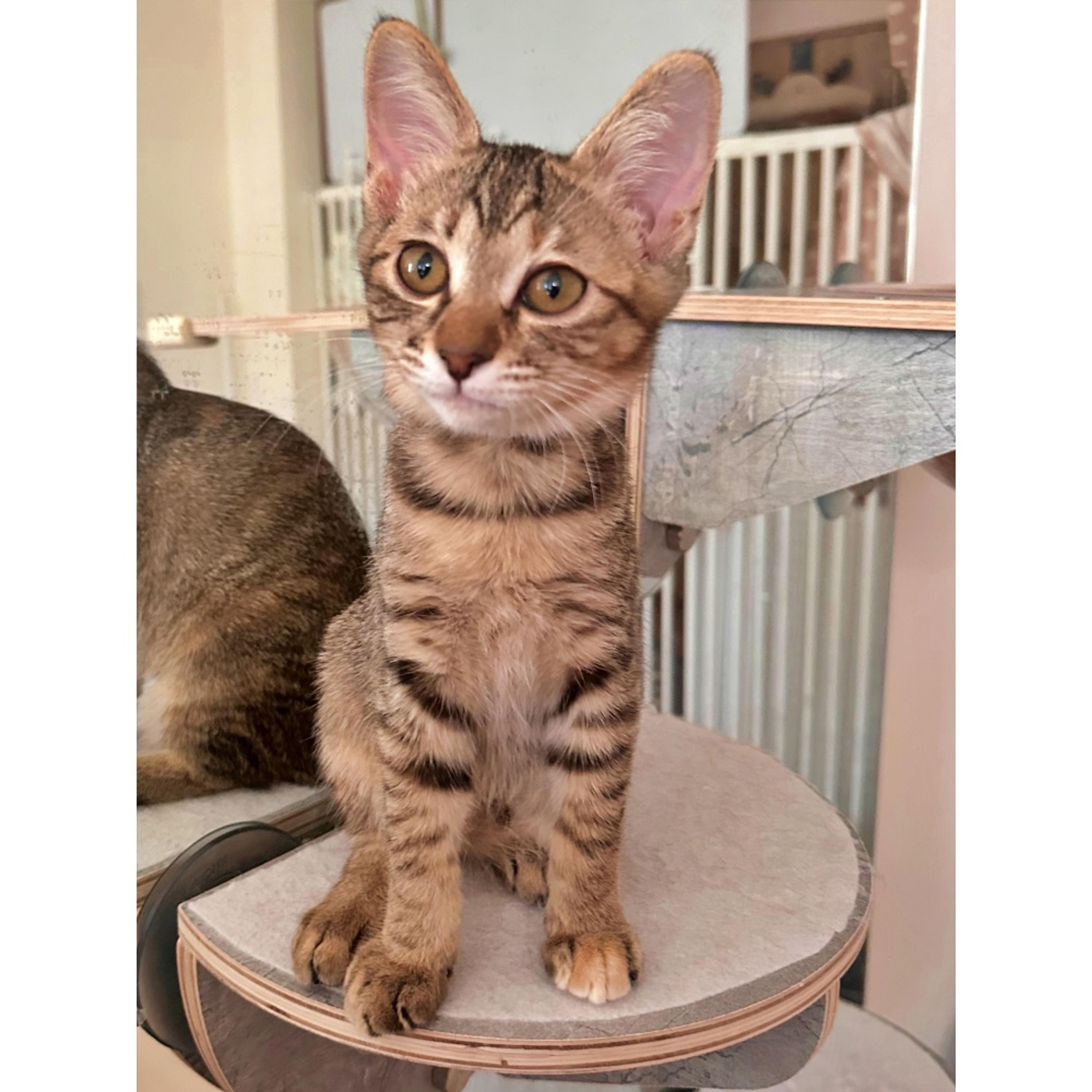 pet-image-2