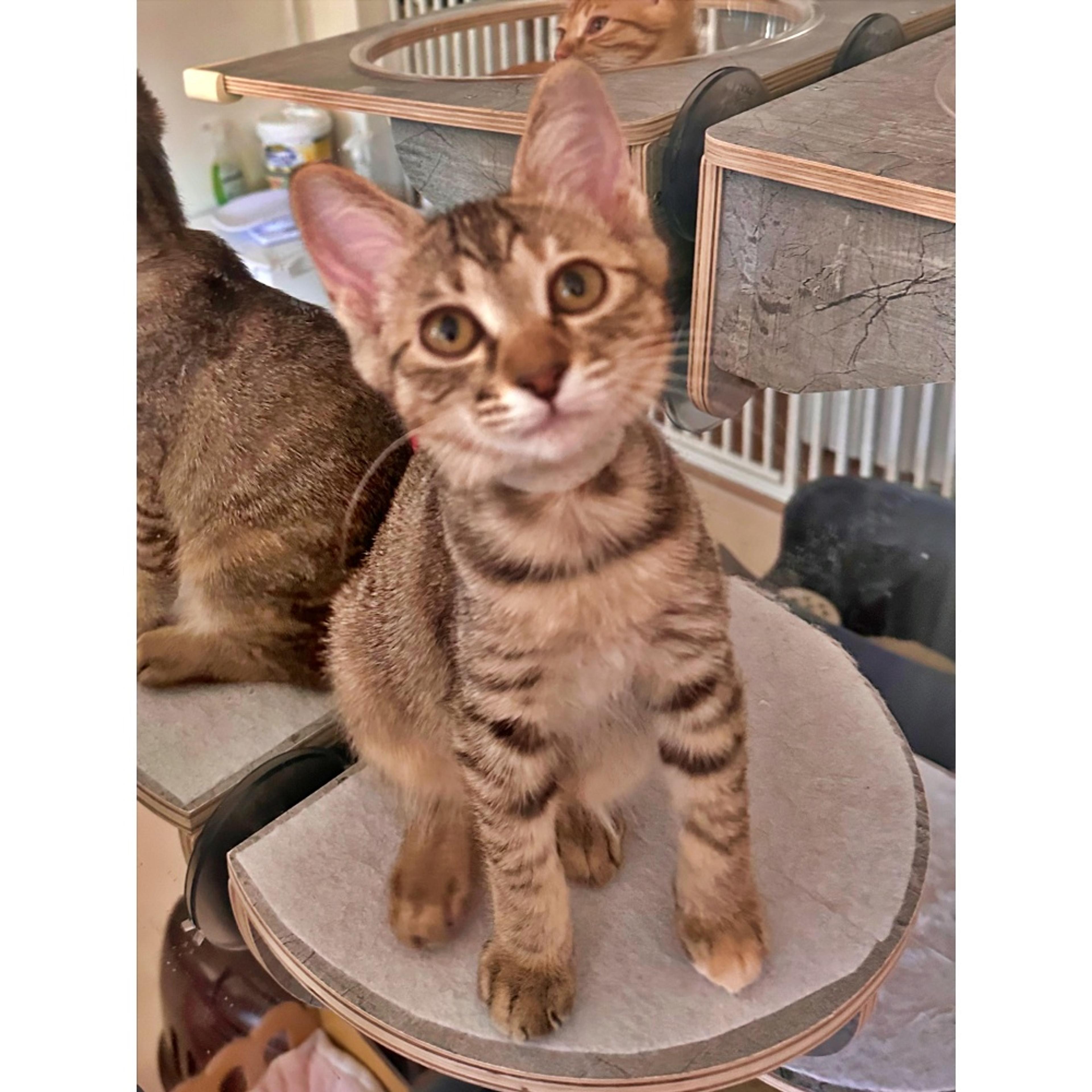 pet-image-3