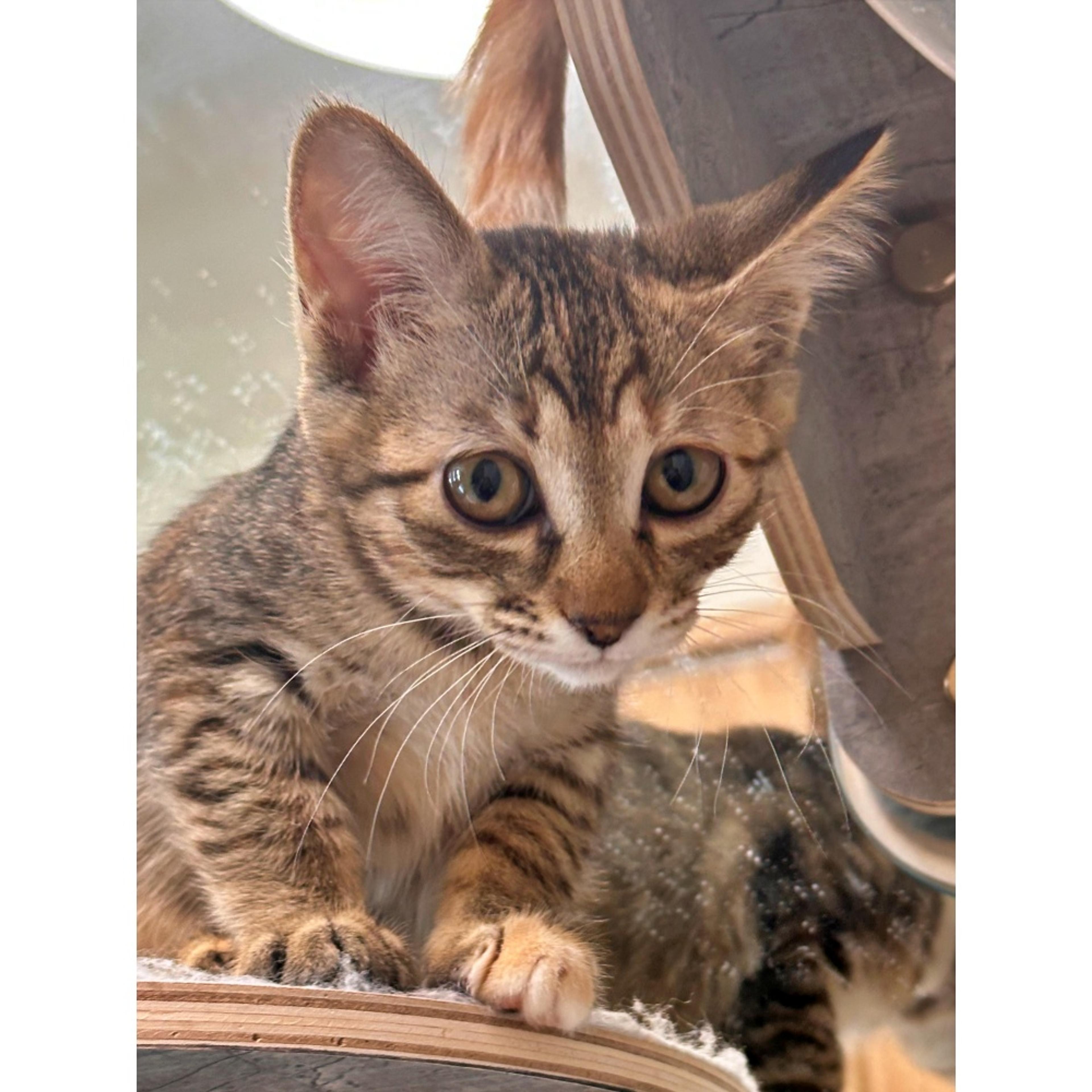 pet-image-4