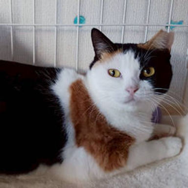 雑種（ミックス猫）・メスの里親募集の写真