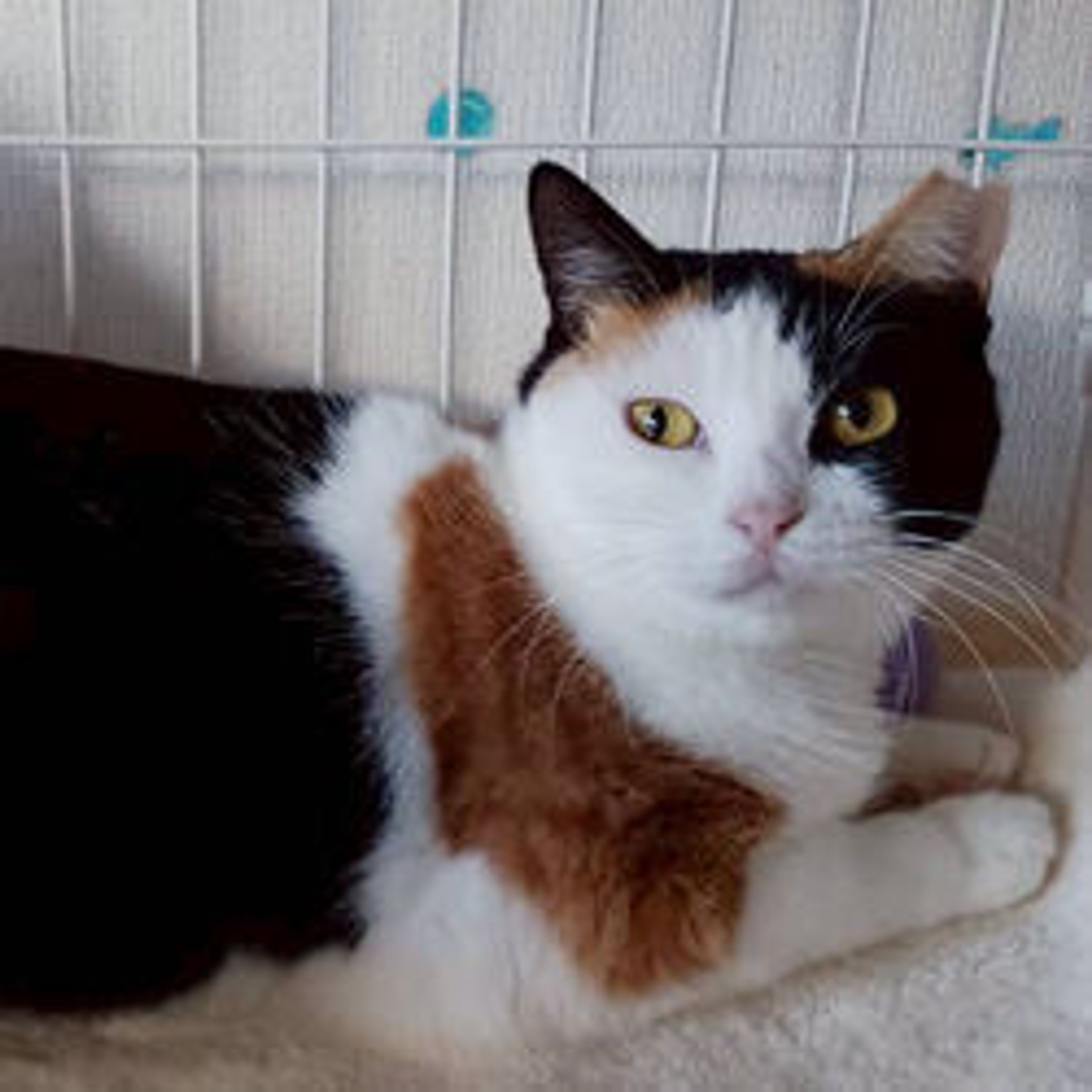 雑種（ミックス猫）・メスの里親募集の写真