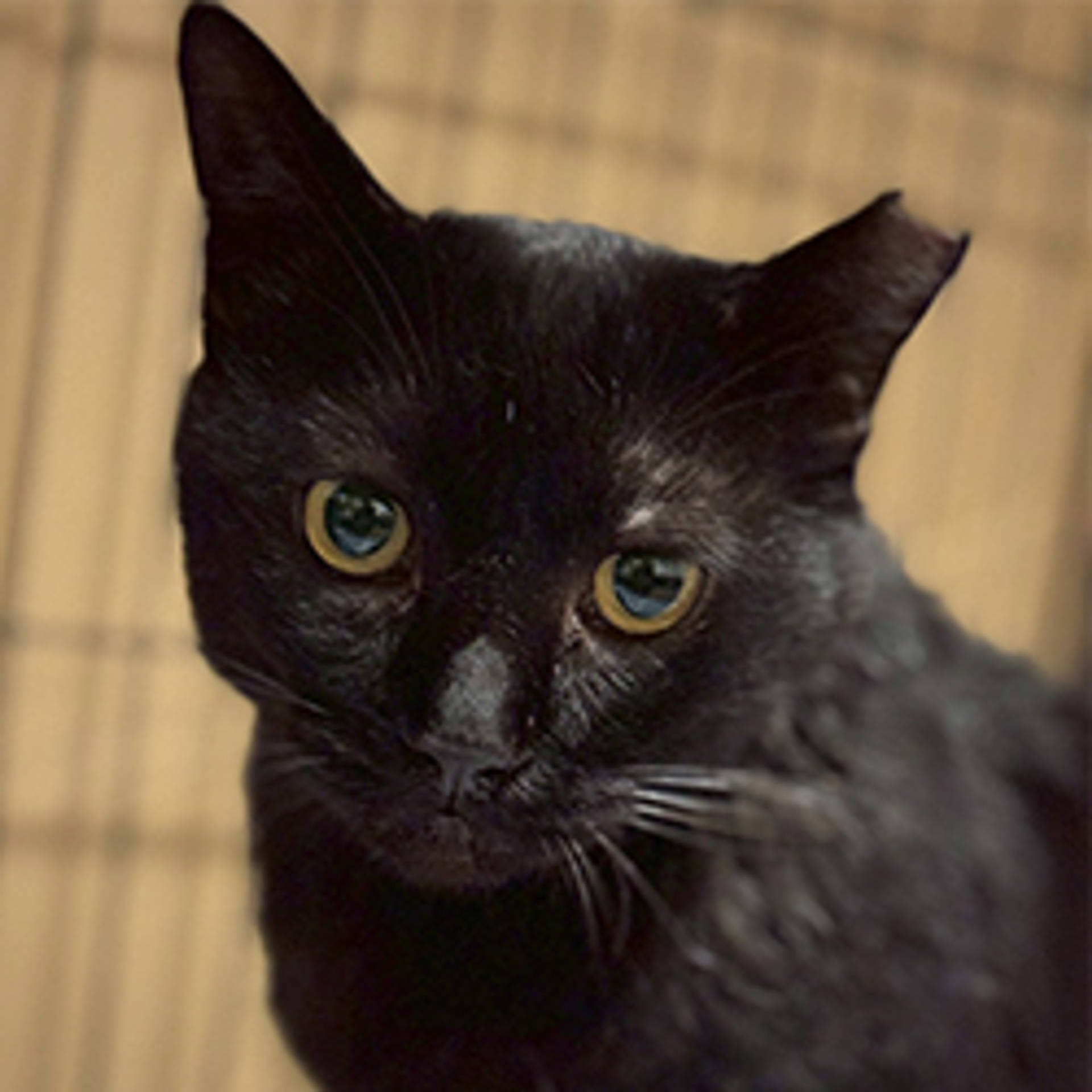 雑種（ミックス猫）・オスの里親募集の写真