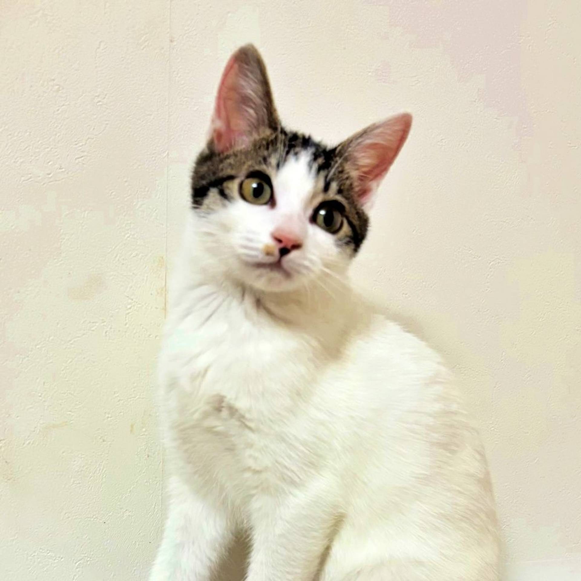 雑種（ミックス猫）・メスの里親募集の写真