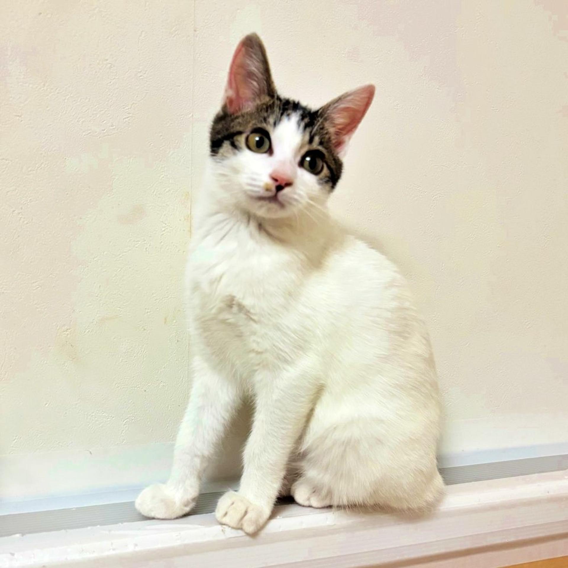 pet-image-5