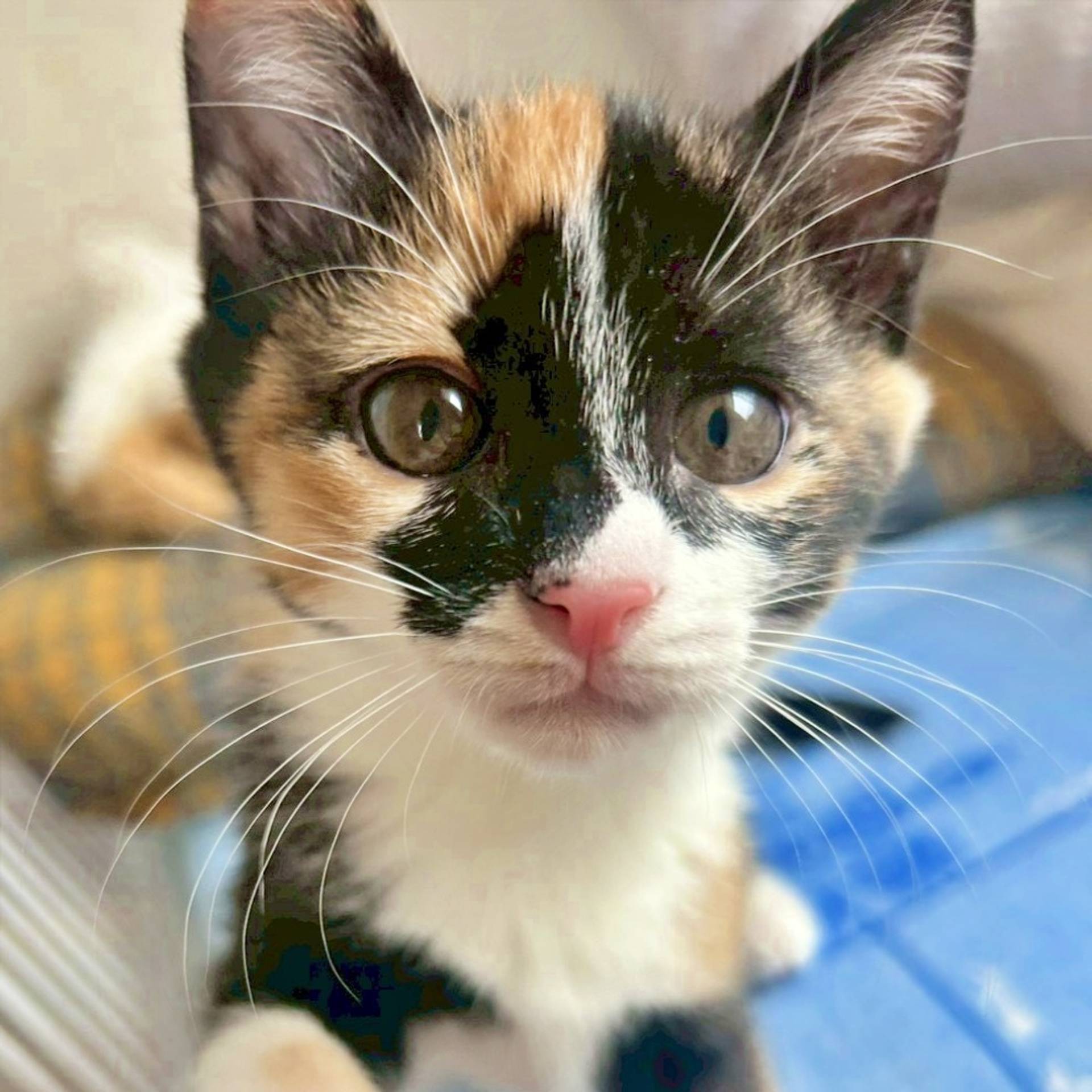 雑種（ミックス猫）・メスの里親募集の写真
