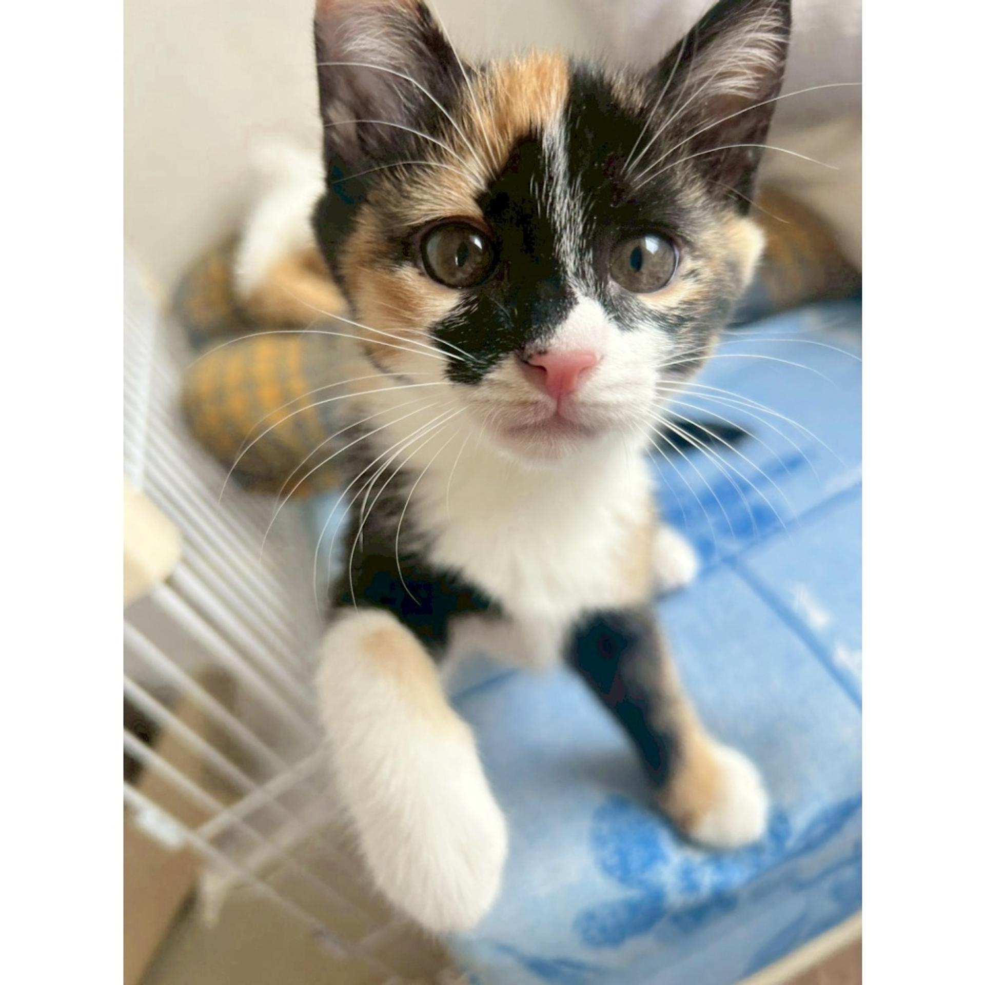 pet-image-4