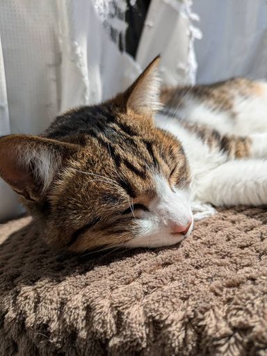 雑種（ミックス猫）・オスの里親募集の写真